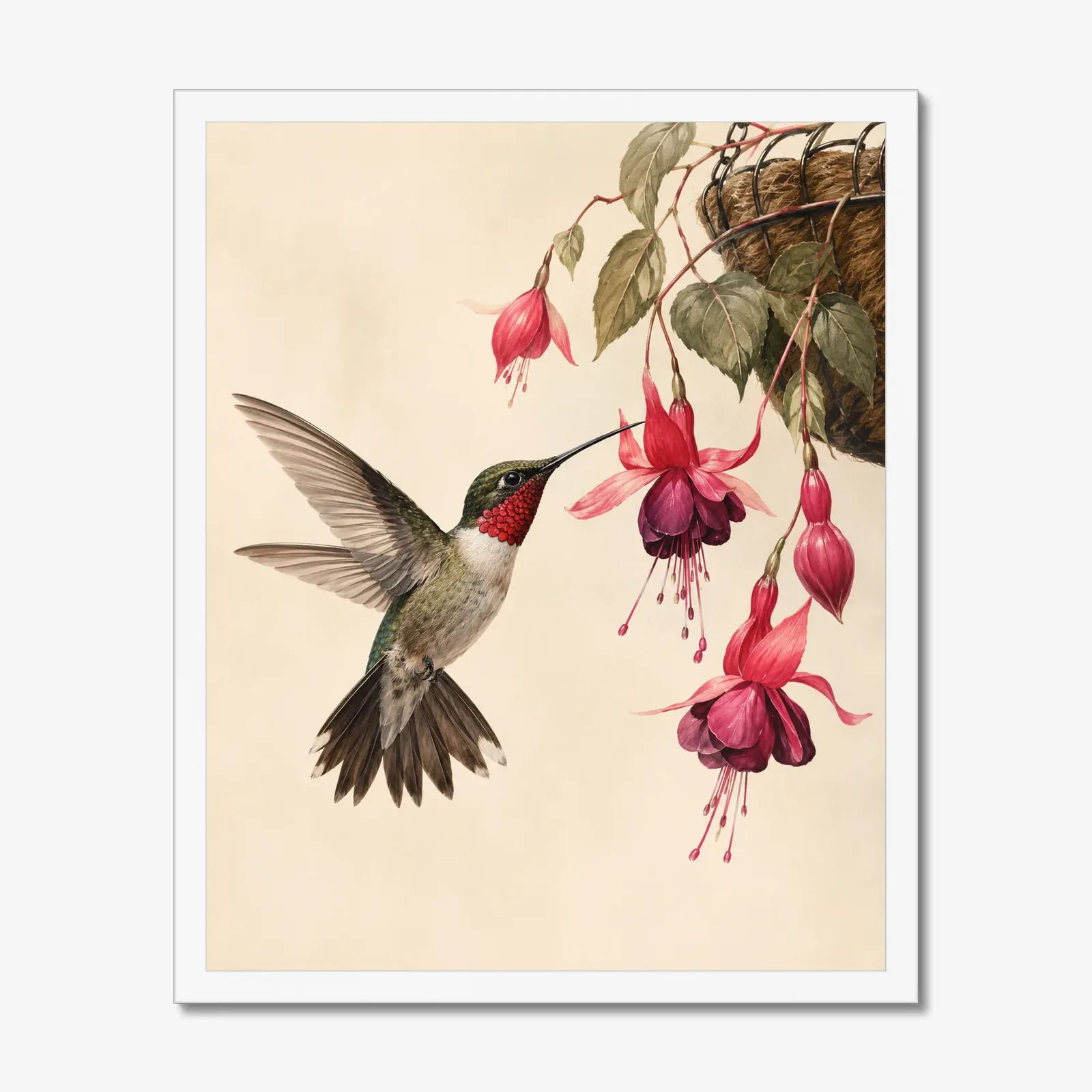 Ruby-throated Hummingbird at Fuchsia Print in a white frame
