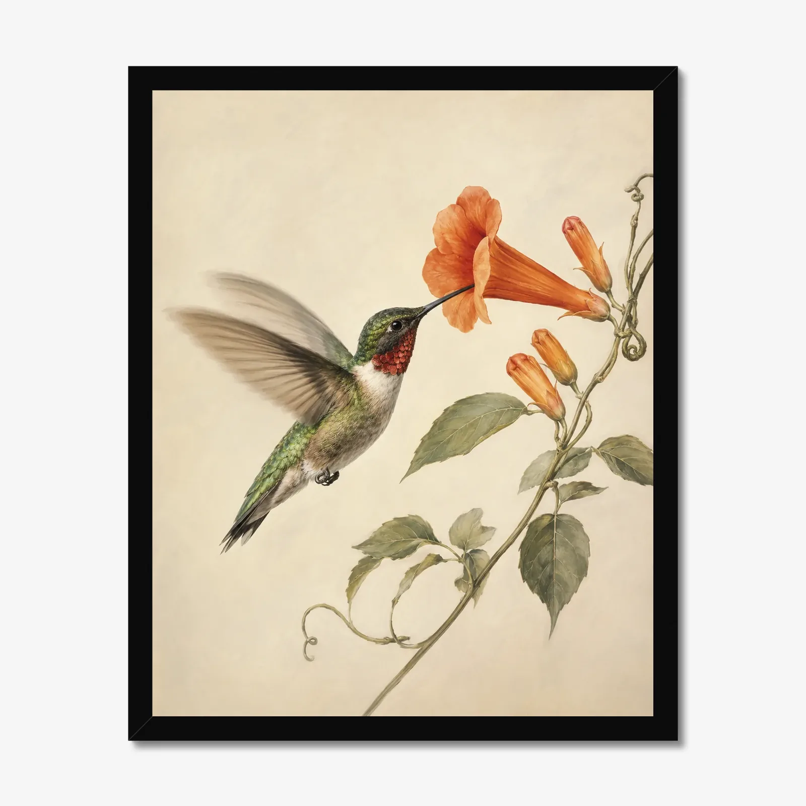 Ruby-throated Hummingbird at Trumpet Vine Print in a black frame