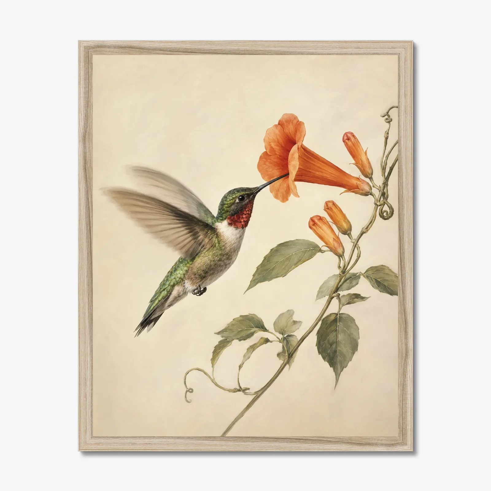 Ruby-throated Hummingbird at Trumpet Vine Print shown as a fine-art print