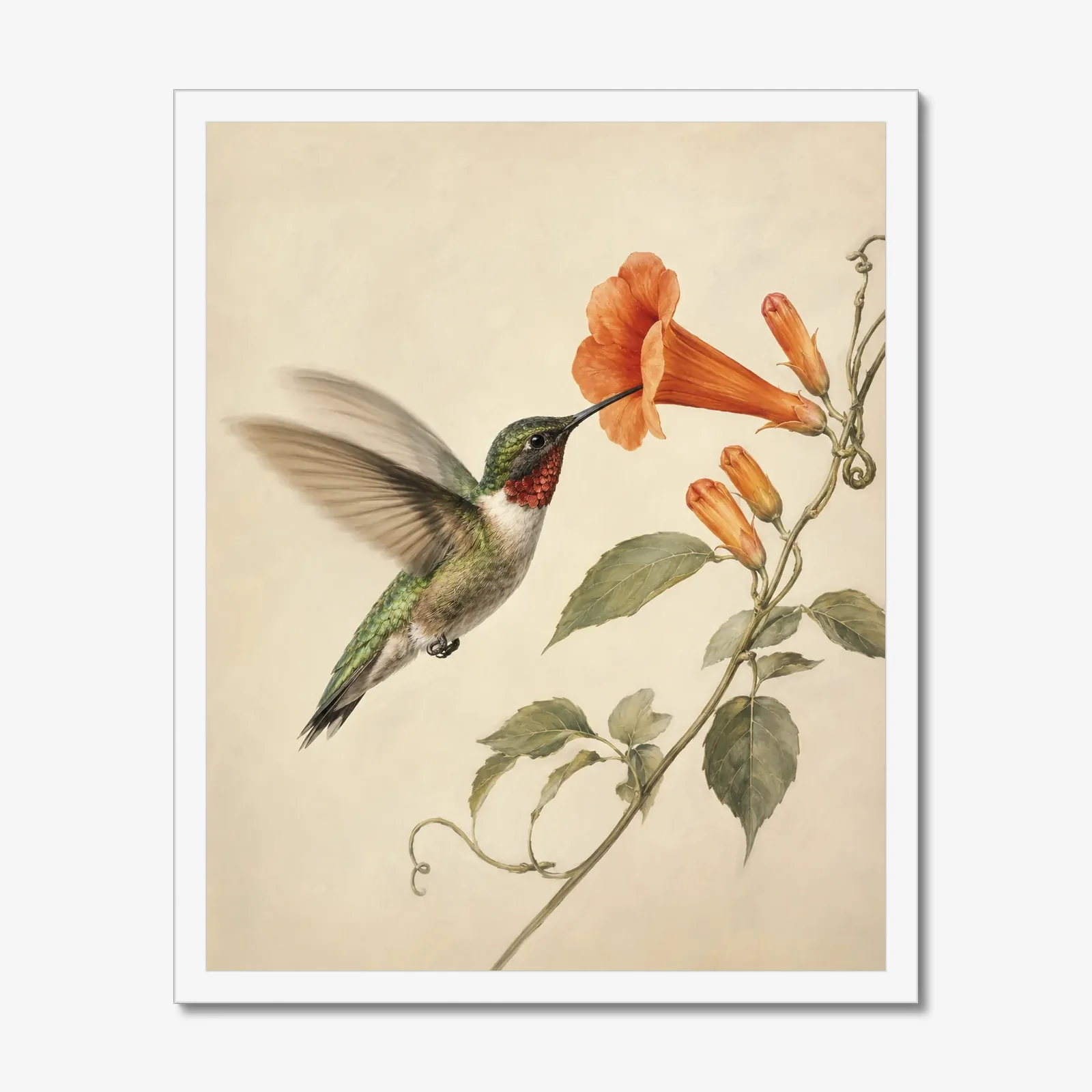 Ruby-throated Hummingbird at Trumpet Vine Print in a white frame