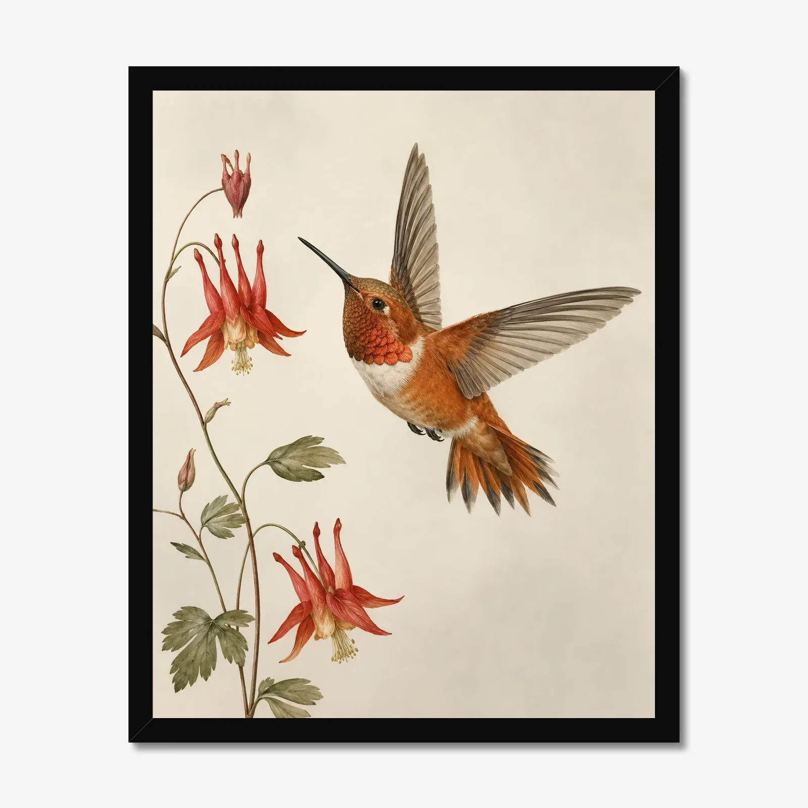 Rufous Hummingbird Print in a black frame