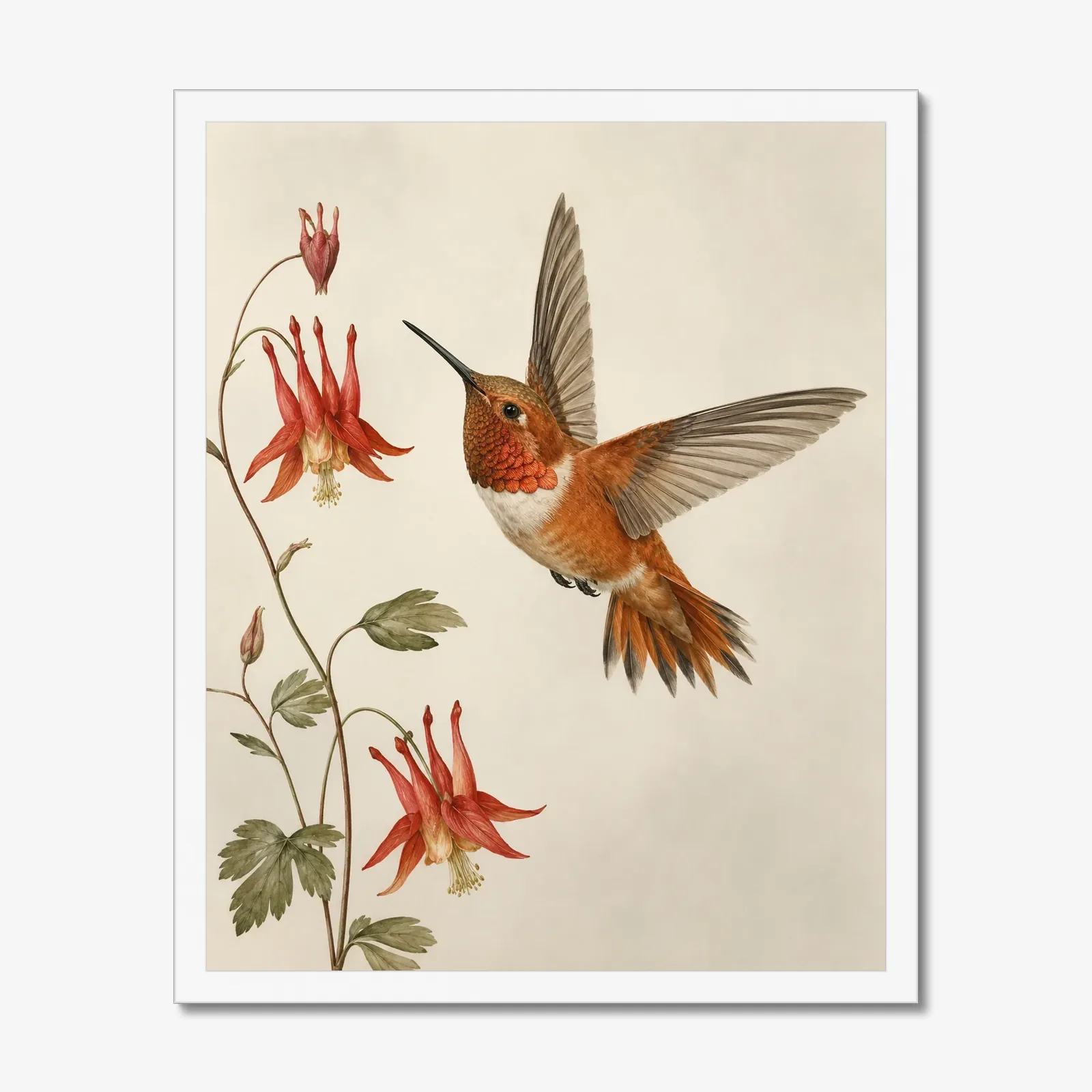 Rufous Hummingbird Print in a white frame