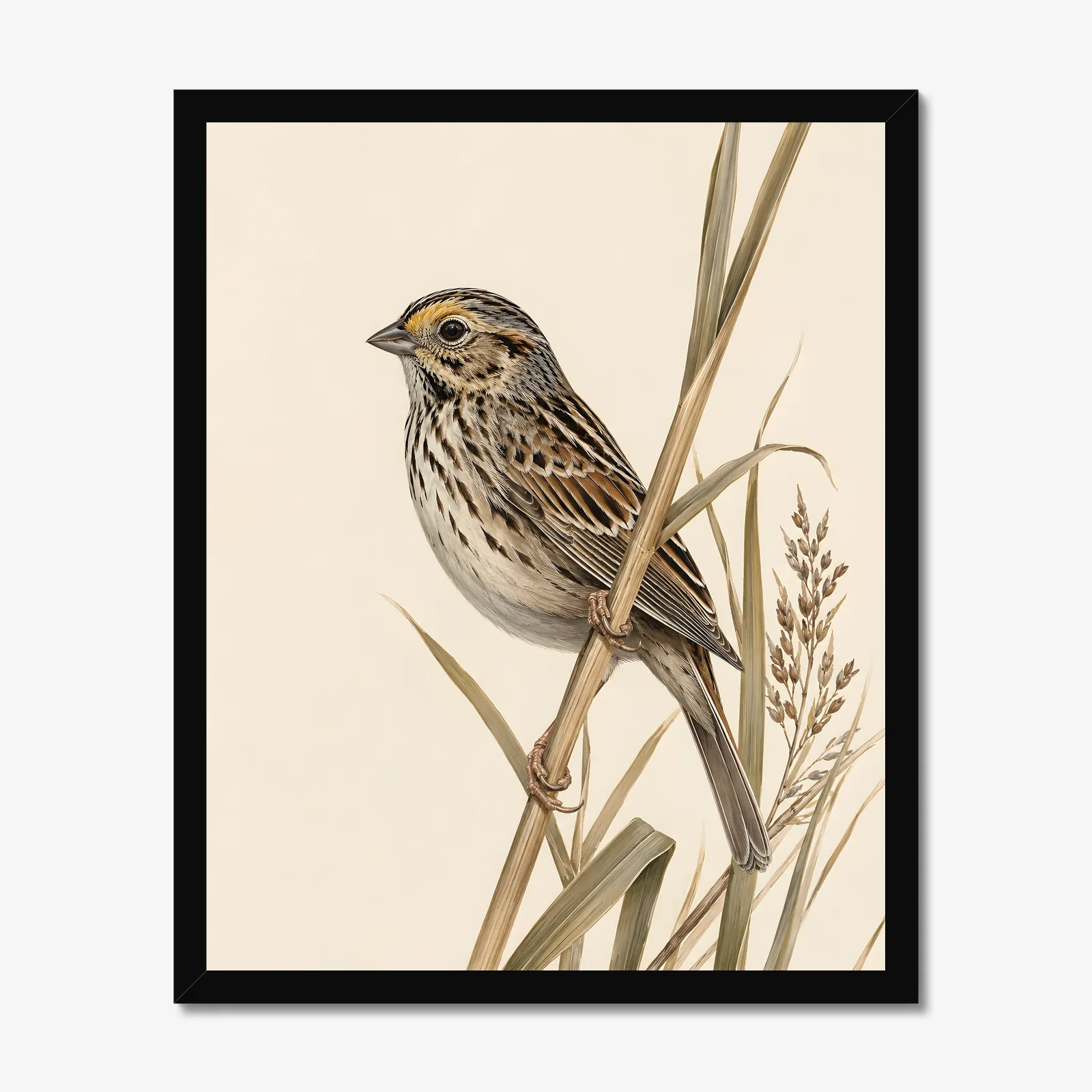 Saltmarsh Sparrow Print - Coastal Marsh Bird Art in a black frame