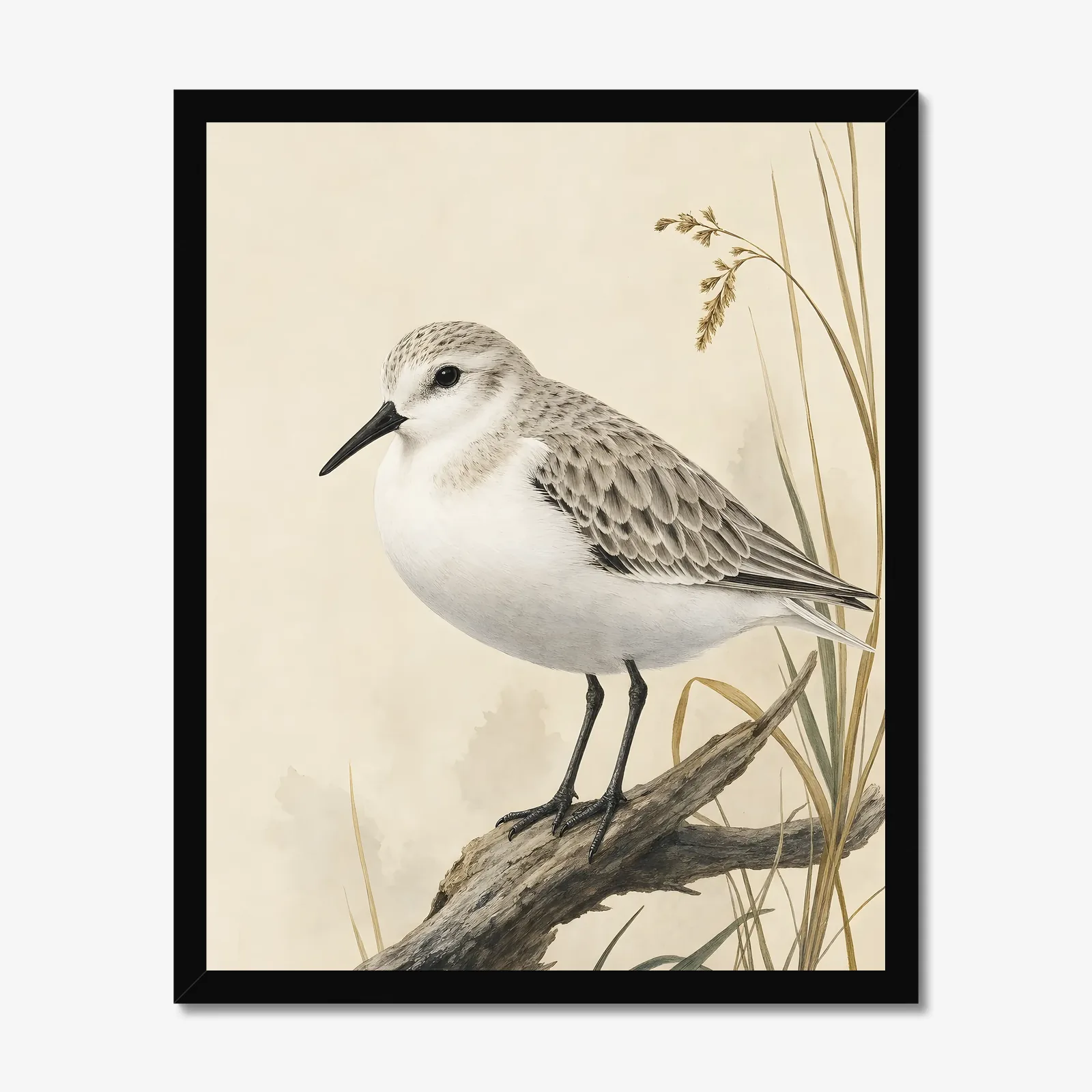 Sanderling Print in a black frame
