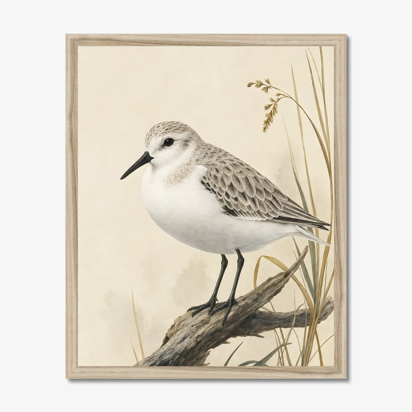 Sanderling Print in a natural frame