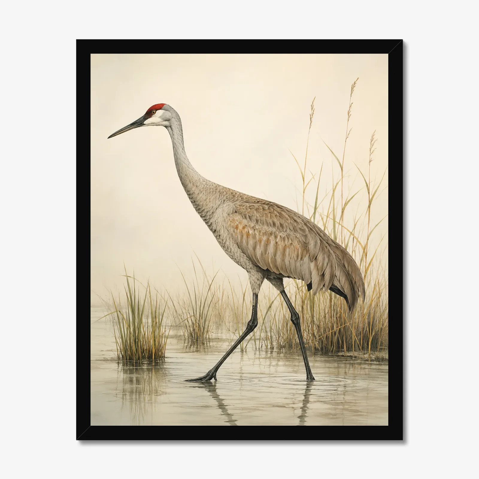Sandhill Crane print in a black frame