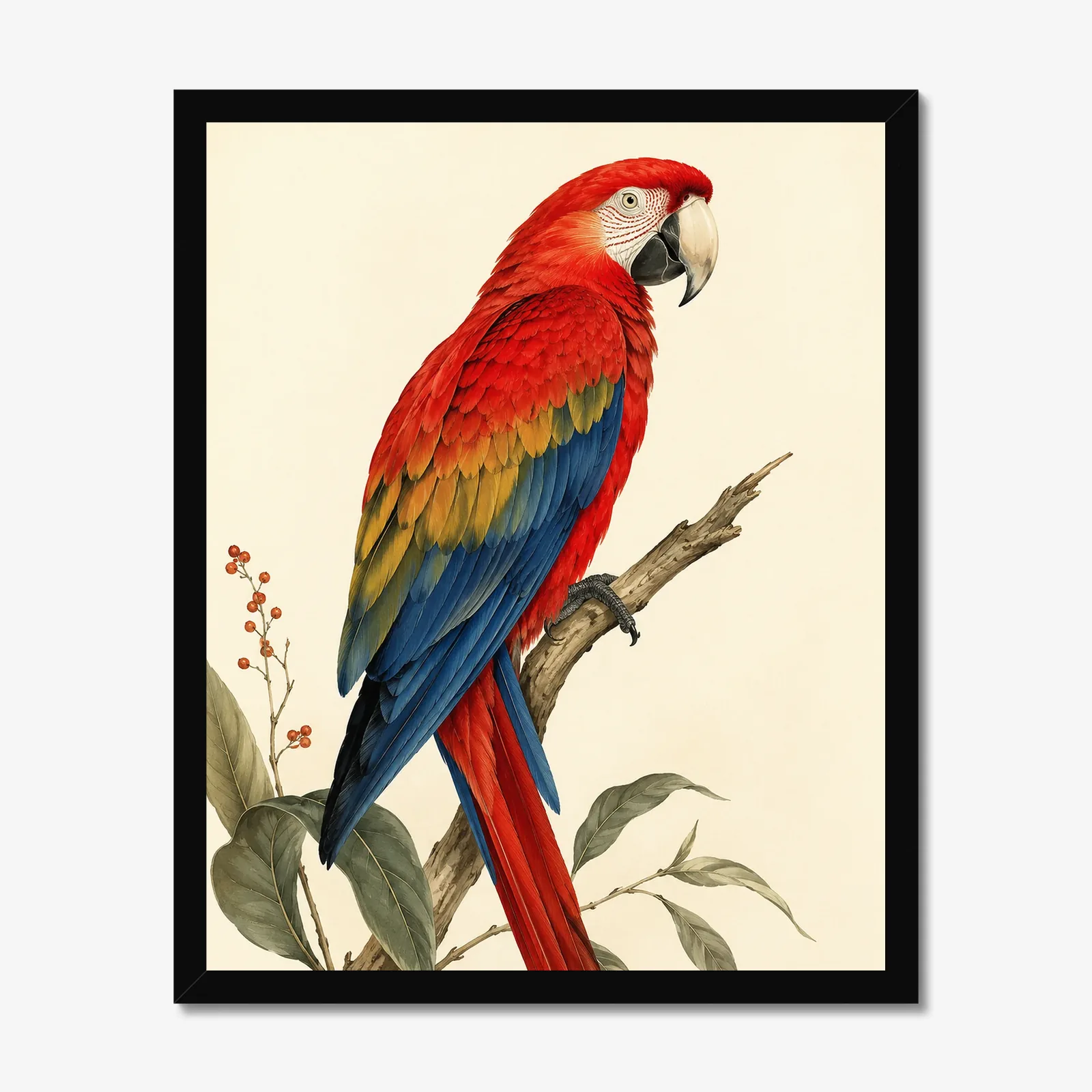 Scarlet Macaw Print in a black frame