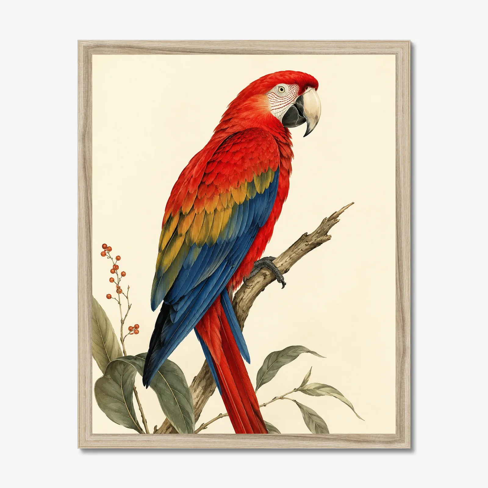 Scarlet Macaw Print shown as a fine-art print