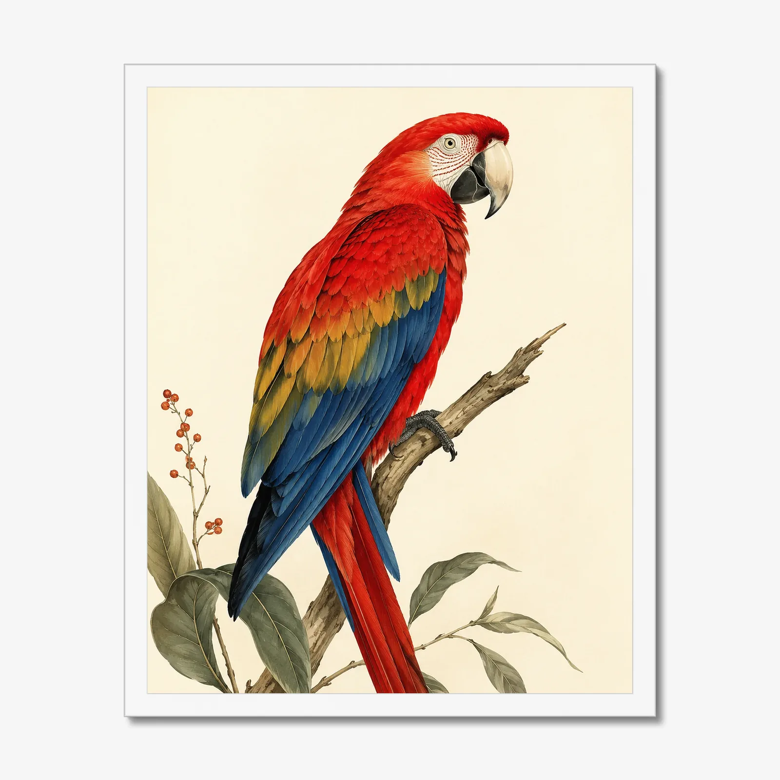 Scarlet Macaw Print in a white frame