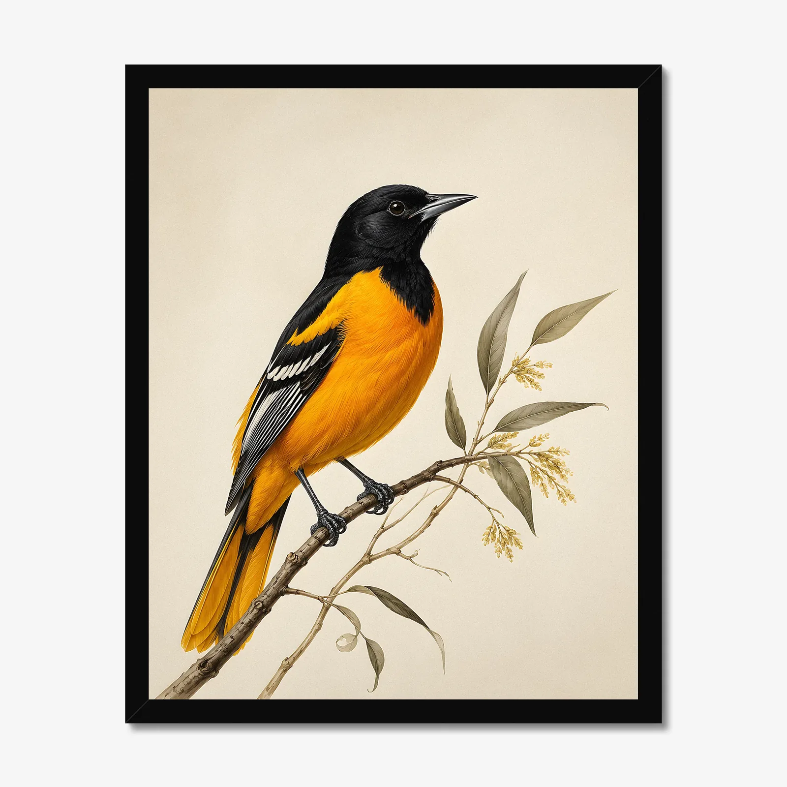 Scott's Oriole Print in a black frame