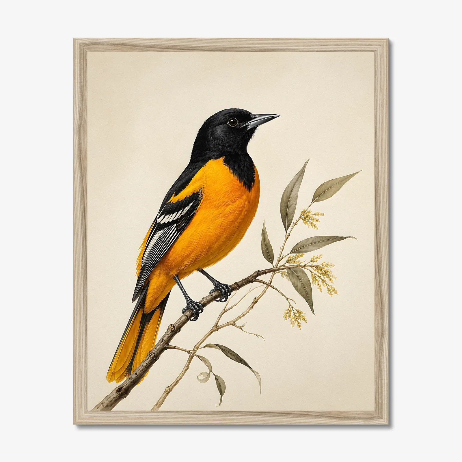 Scott's Oriole Print in a natural frame