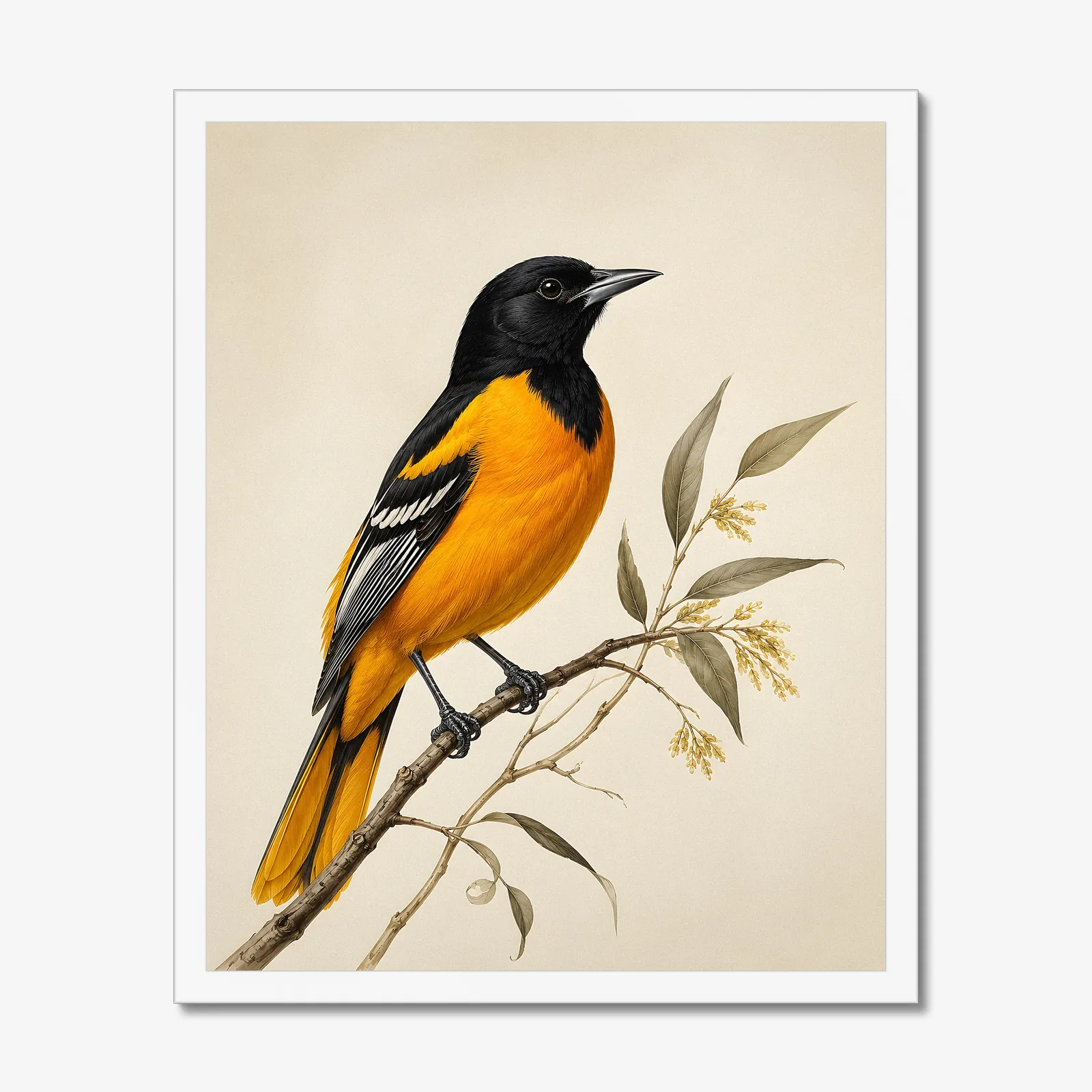 Scott's Oriole Print in a white frame