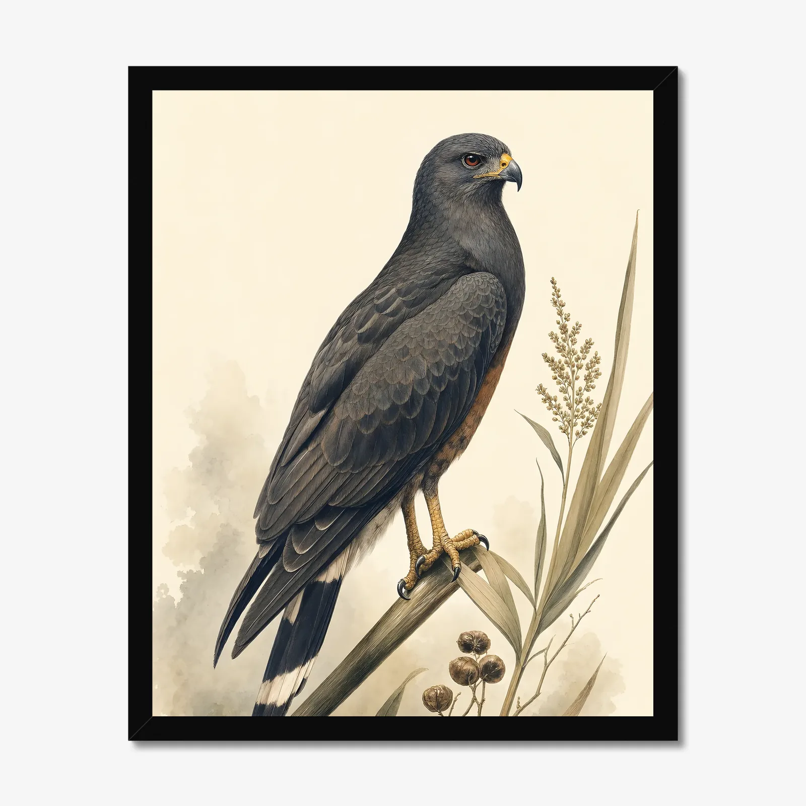 Snail Kite Print in a black frame
