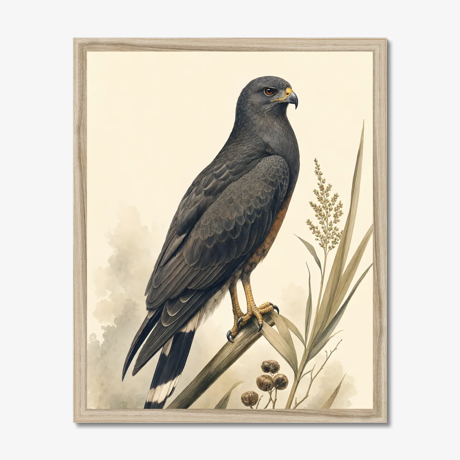 Snail Kite Print in a natural frame