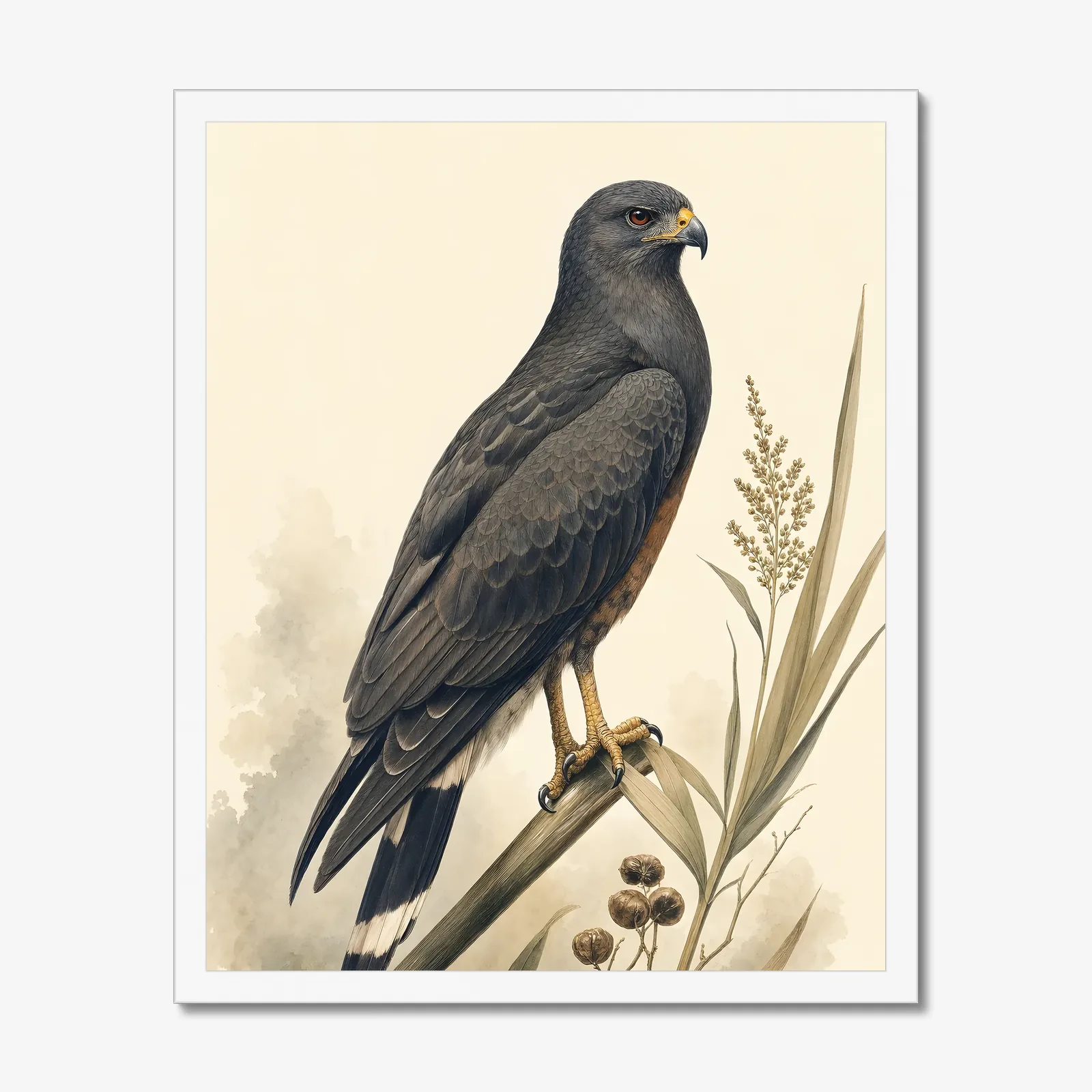 Snail Kite Print in a white frame