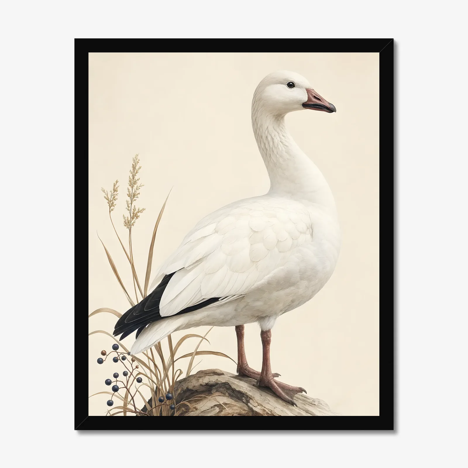 Snow Goose Print in a black frame