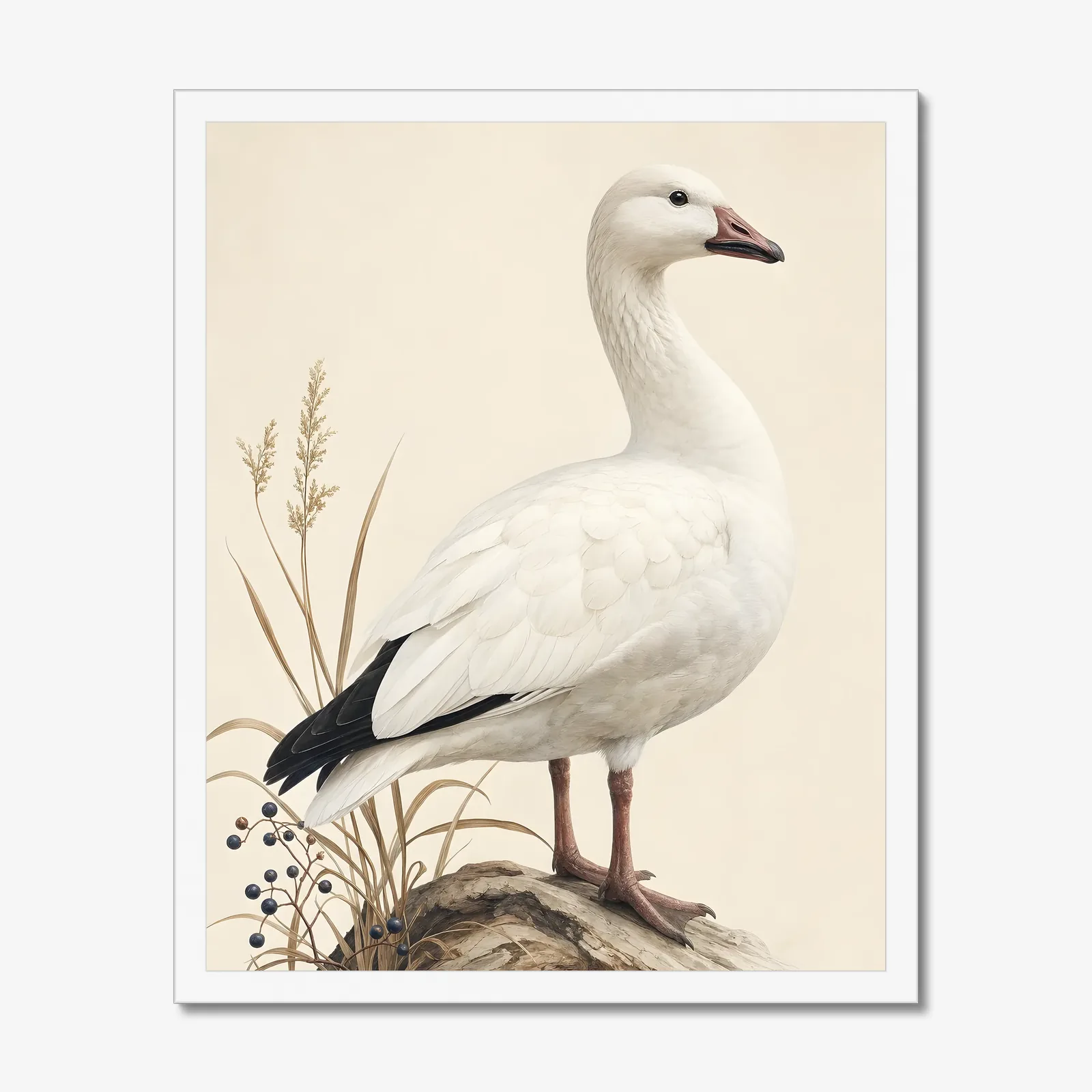 Snow Goose Print in a white frame