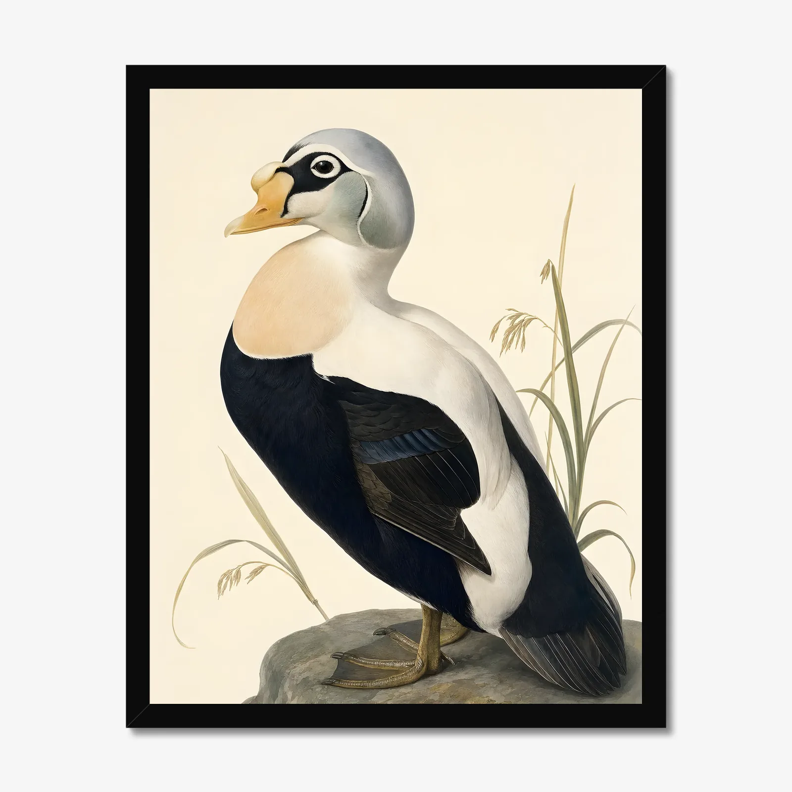 Spectacled Eider Print in a black frame