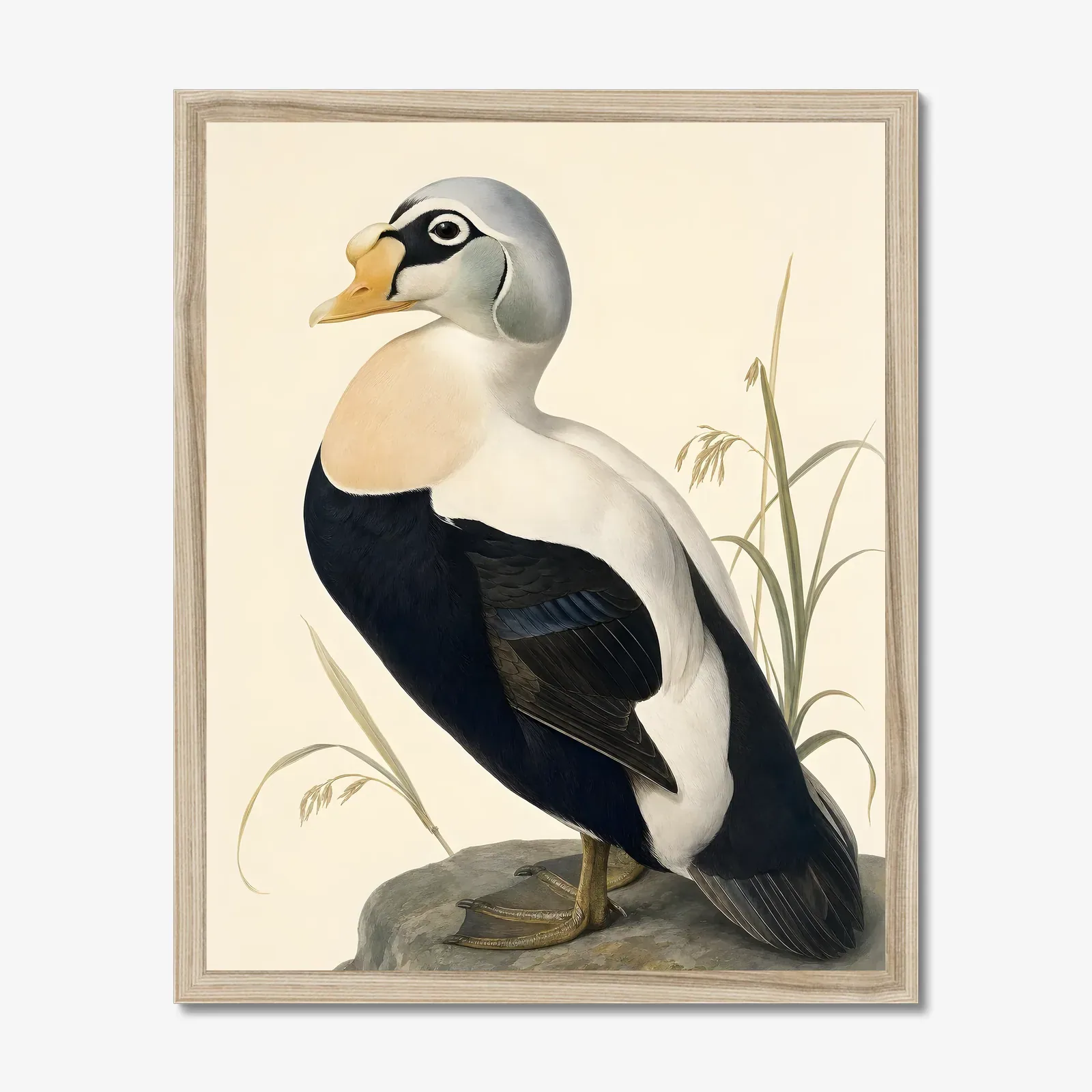 Spectacled Eider Print in a natural frame