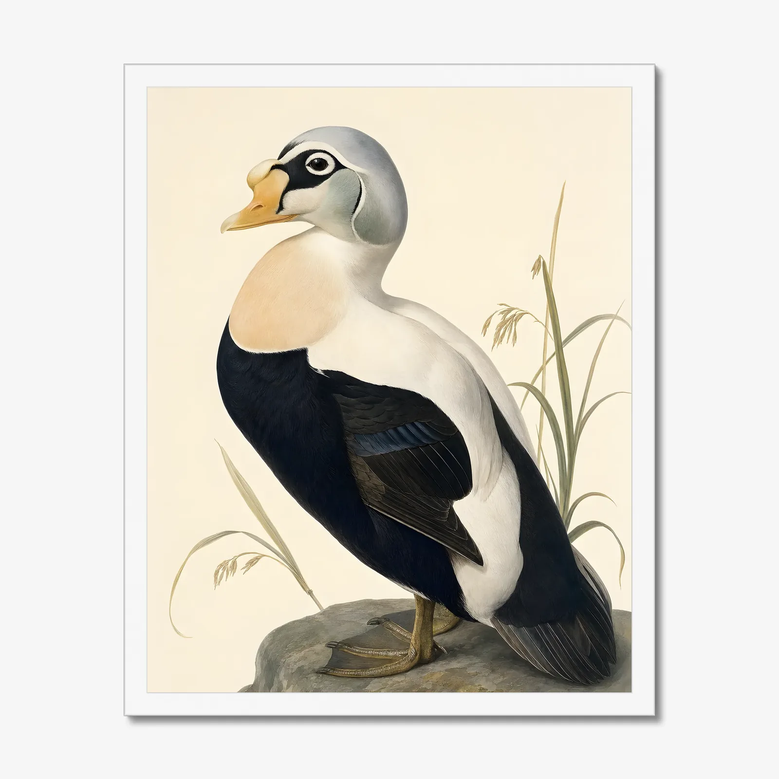 Spectacled Eider Print in a white frame