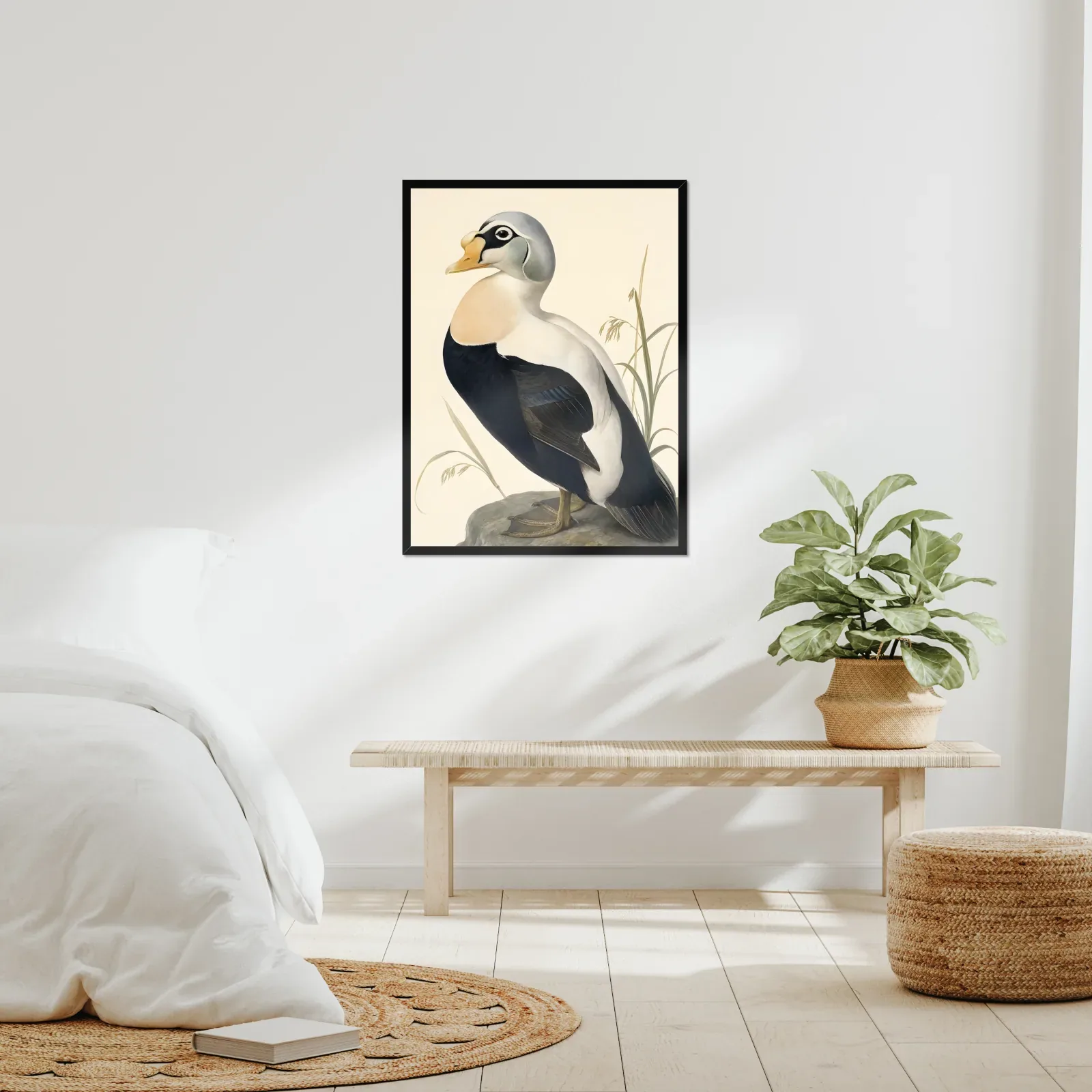 Spectacled Eider Print framed at 24x30 inches, shown on a wall to scale