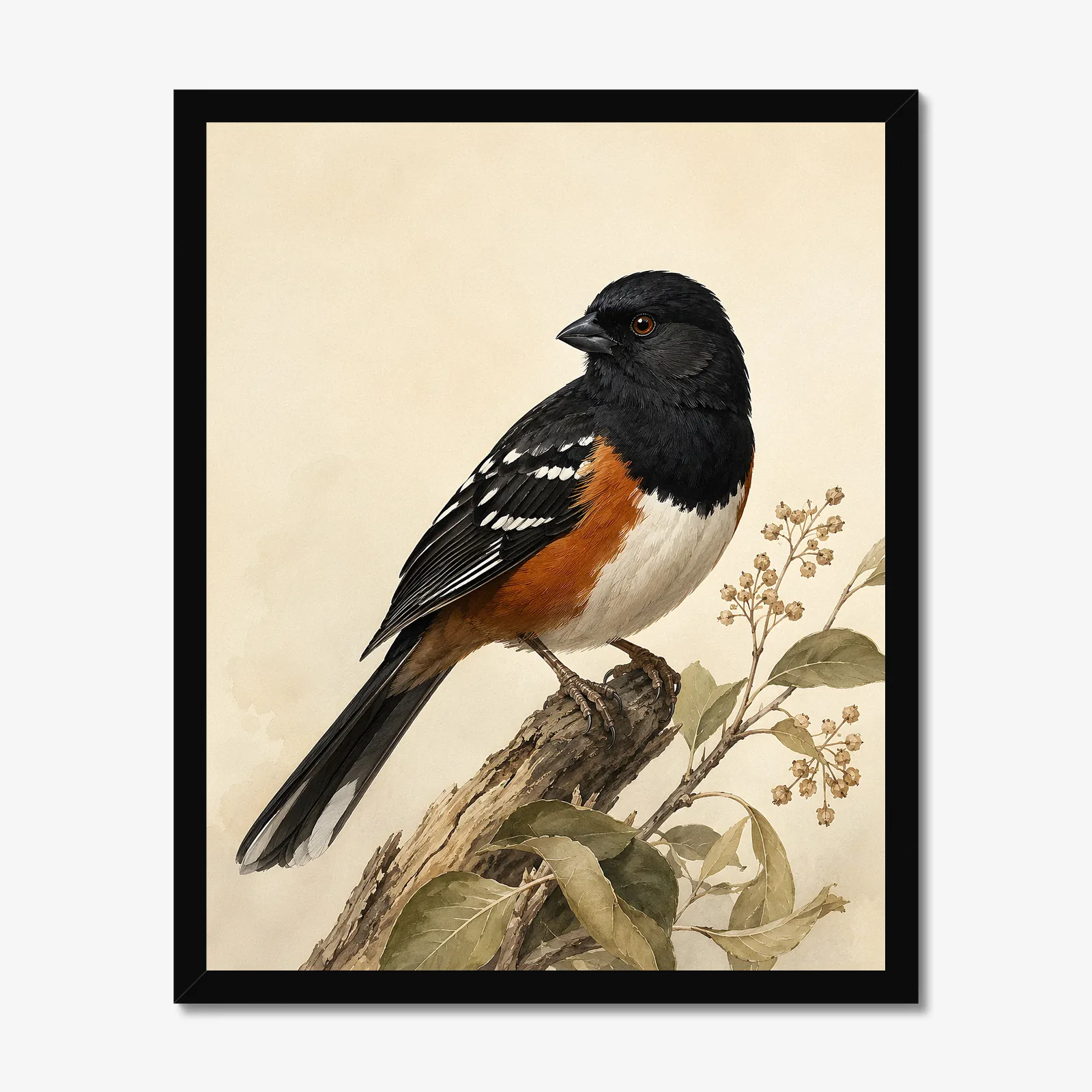 Spotted Towhee Print - Western Bird Fine Art Print in a black frame