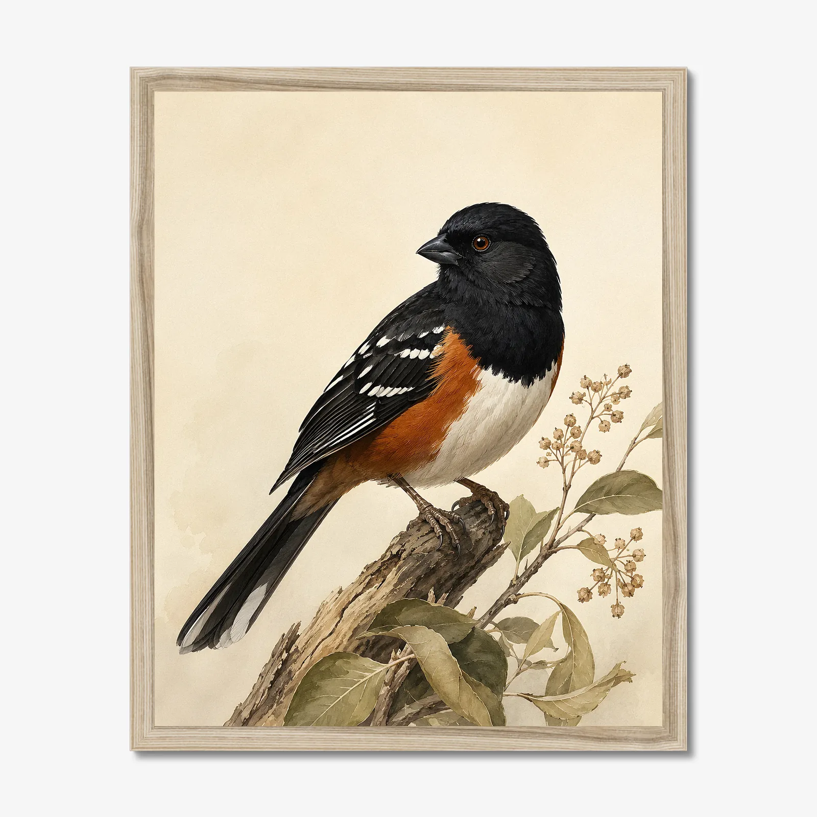 Spotted Towhee Print - Western Bird Fine Art Print in a natural frame