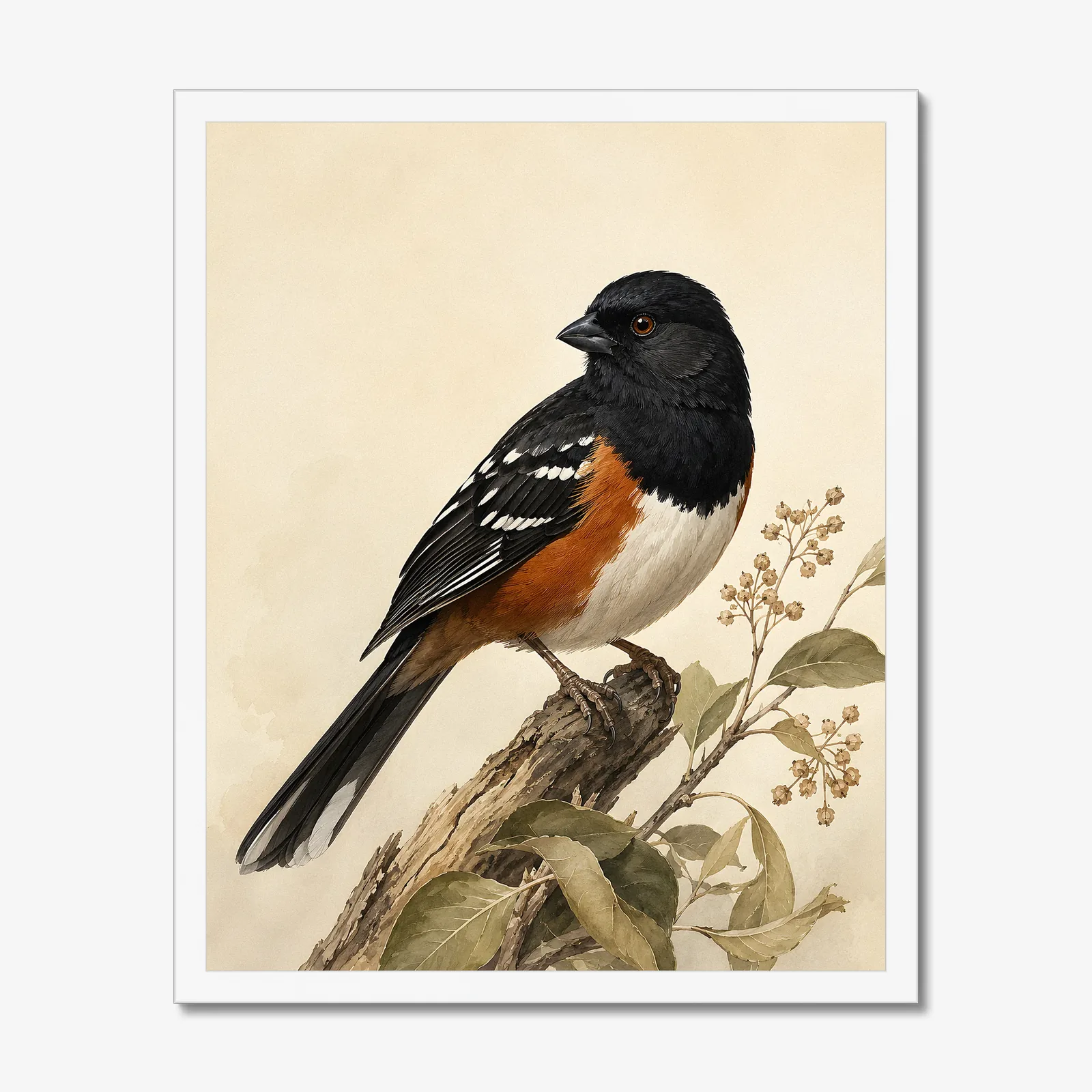 Spotted Towhee Print - Western Bird Fine Art Print in a white frame