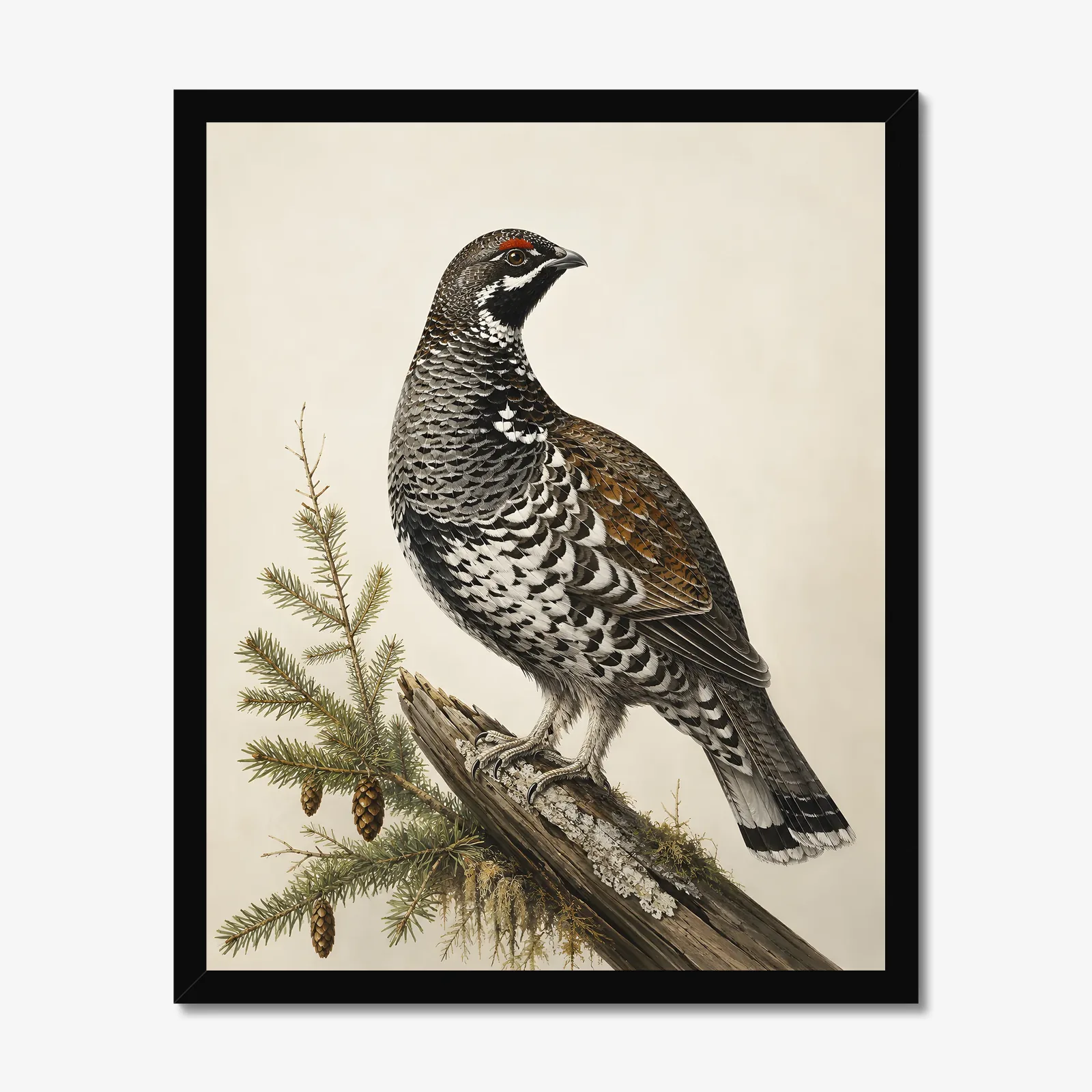 Spruce Grouse Print in a black frame