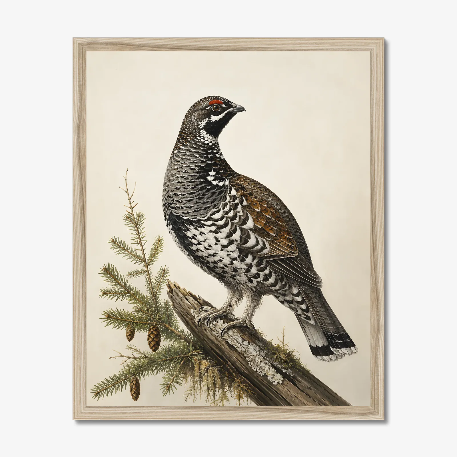 Spruce Grouse Print in a natural frame
