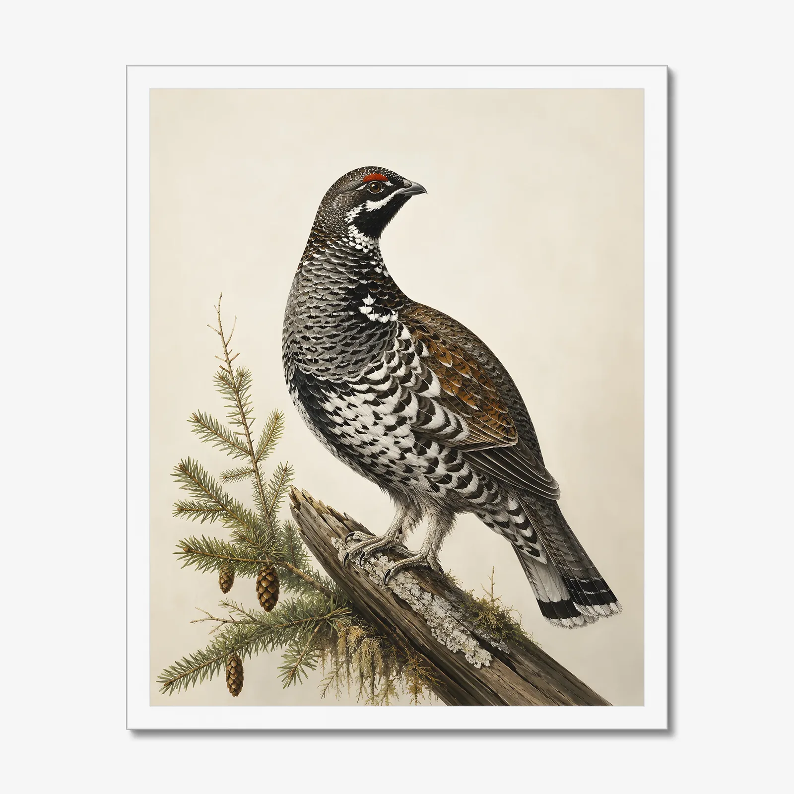 Spruce Grouse Print in a white frame