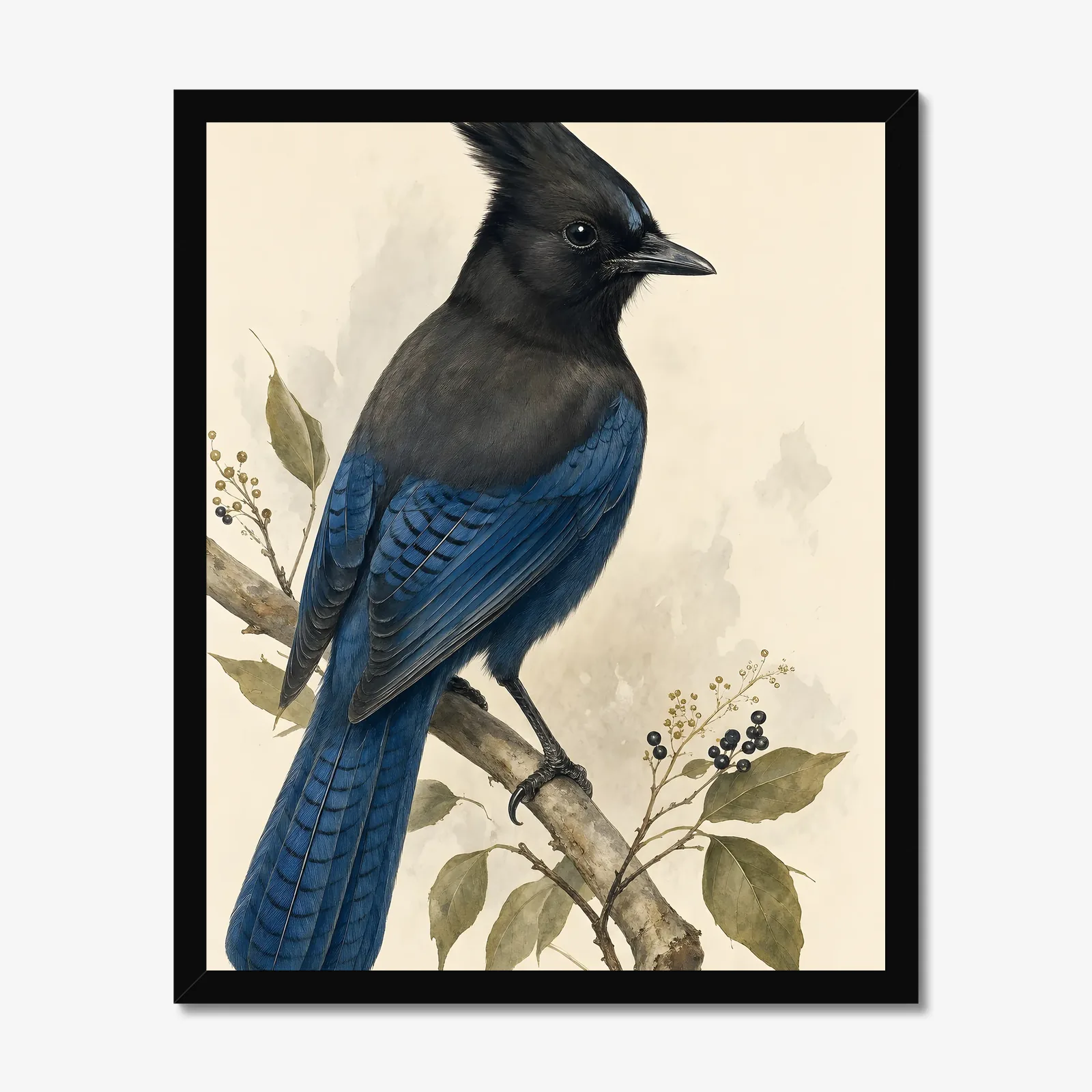 Steller's Jay Print in a black frame