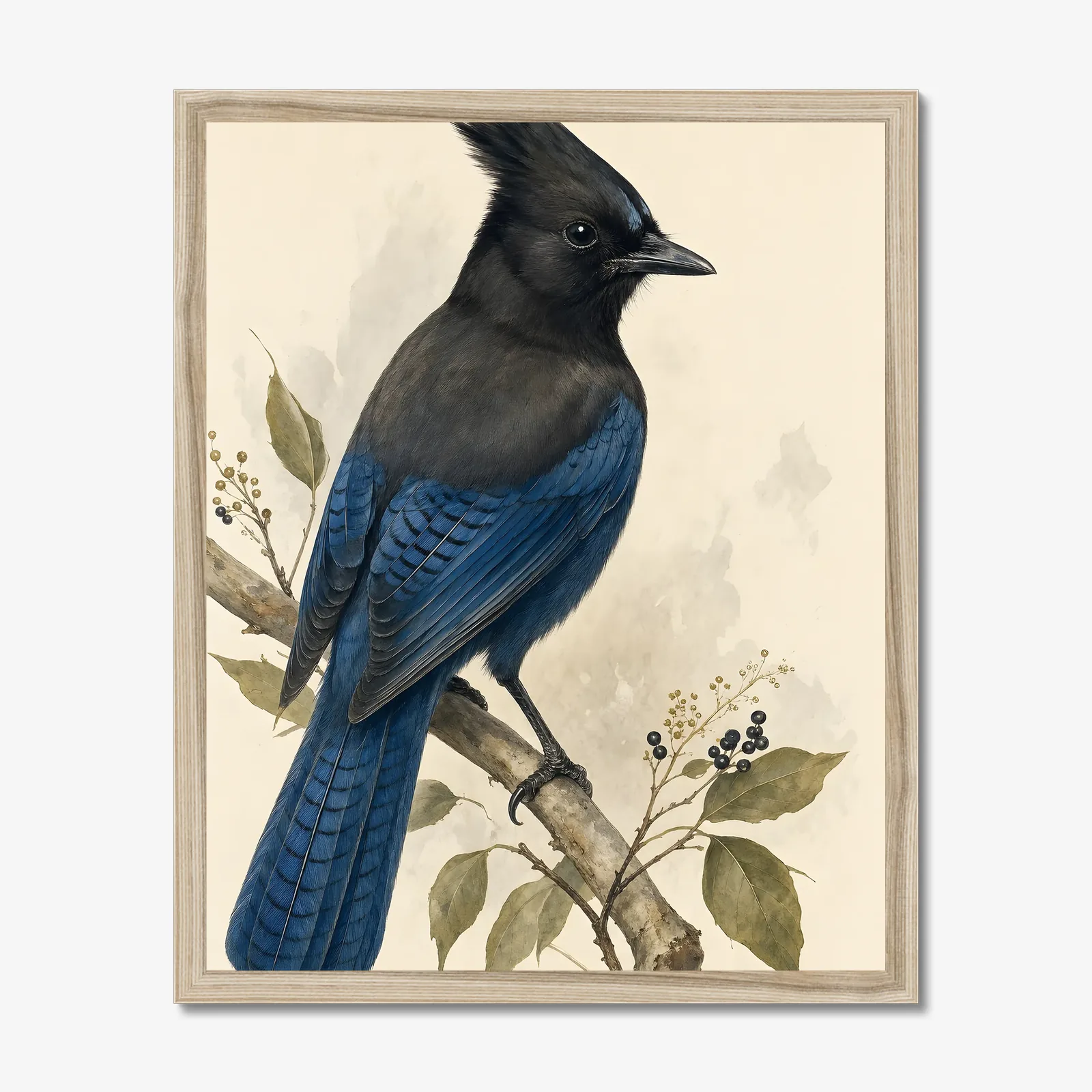Steller's Jay Print in a natural frame