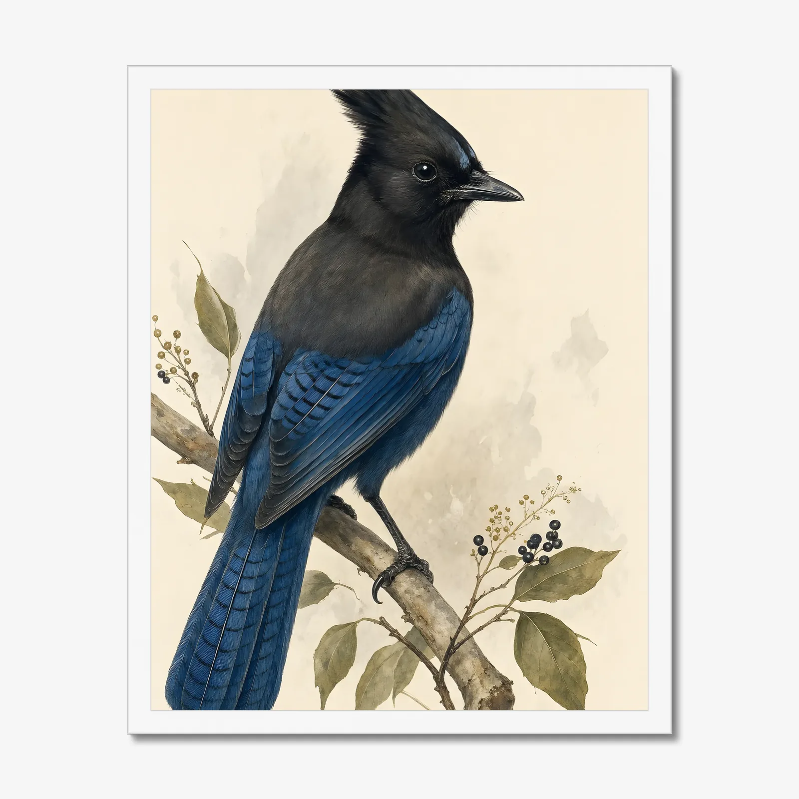 Steller's Jay Print in a white frame