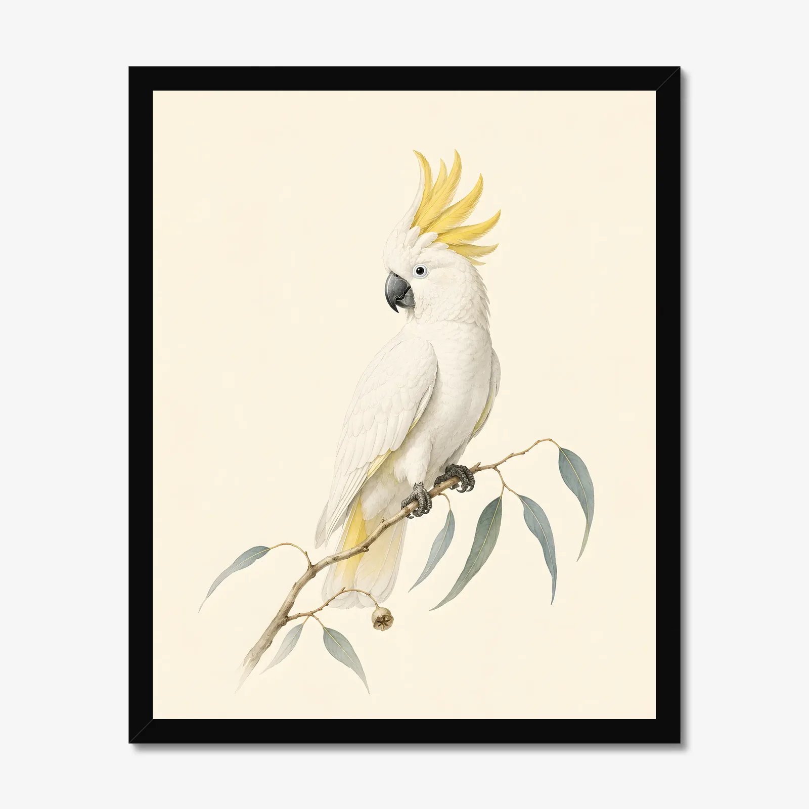 Sulphur-crested Cockatoo Print in a black frame