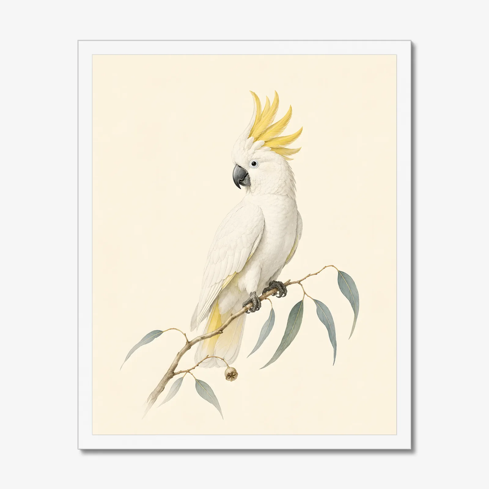 Sulphur-crested Cockatoo Print in a white frame
