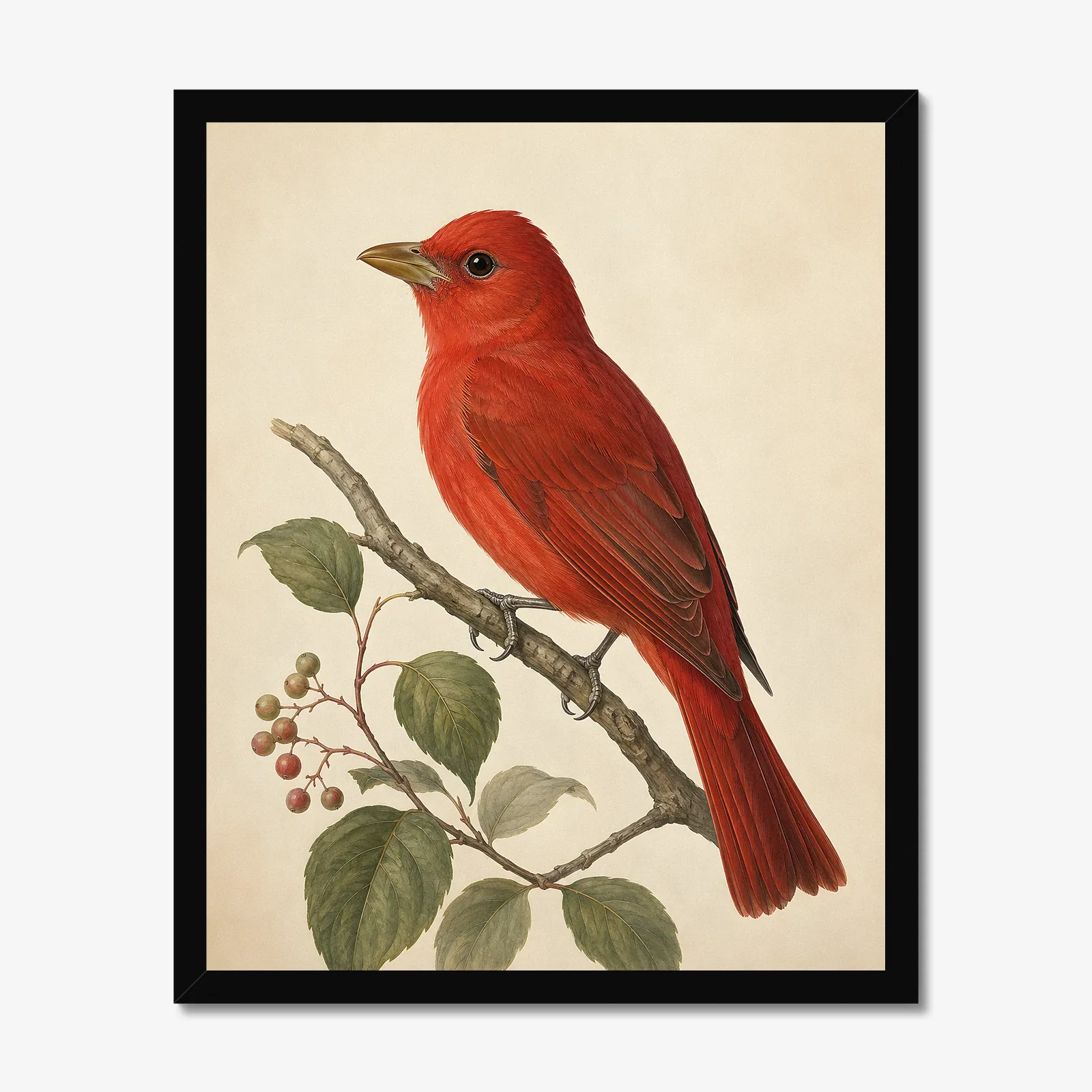 Summer Tanager Print in a black frame