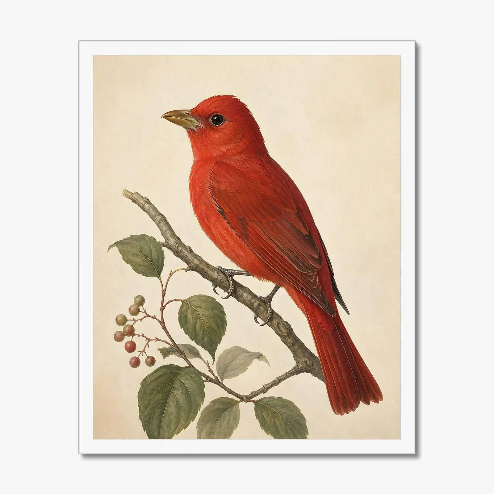 Summer Tanager Print in a white frame