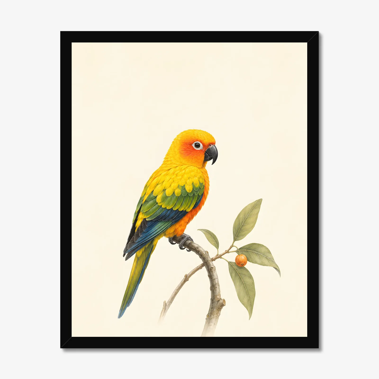 Sun Conure Print in a black frame
