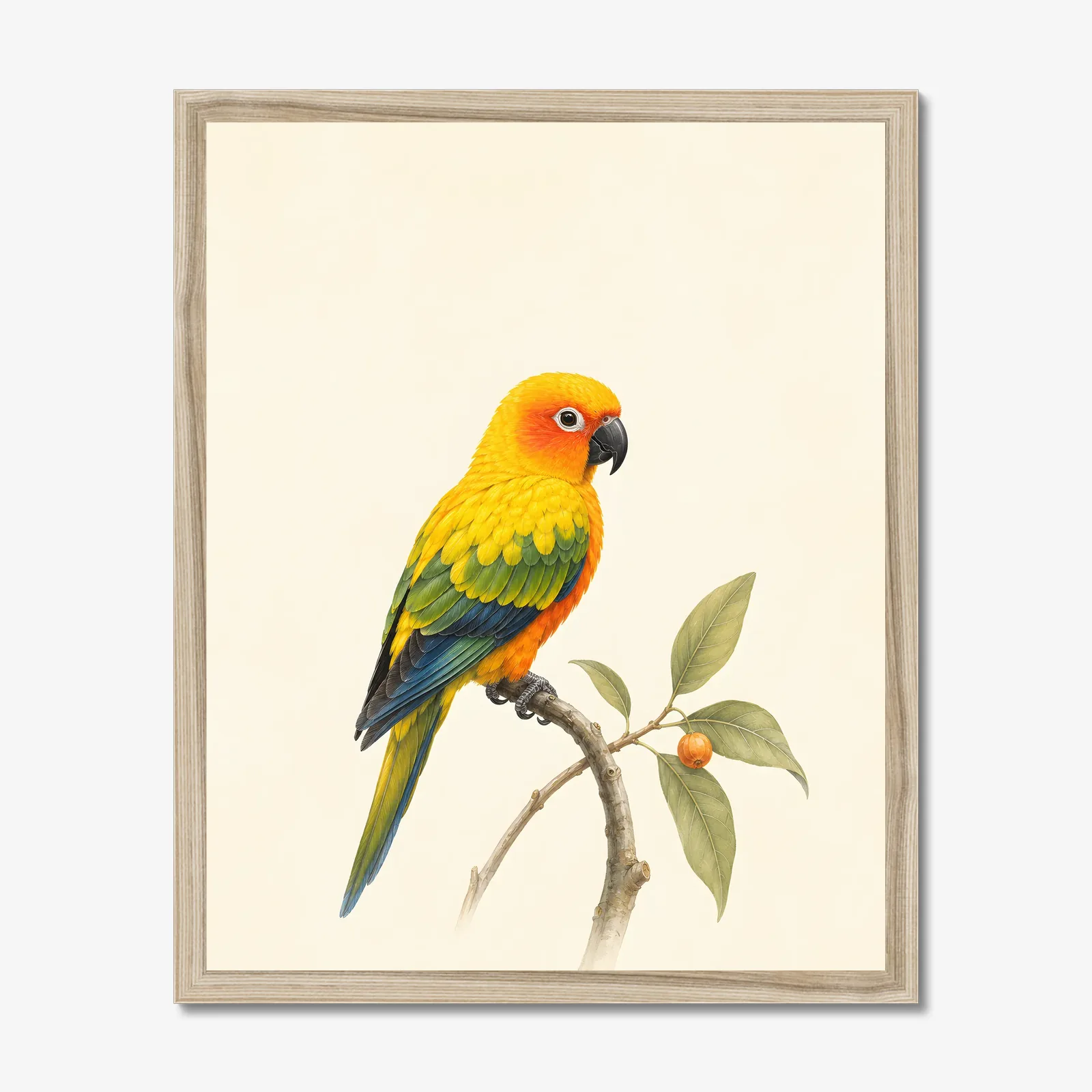 Sun Conure Print in a natural frame