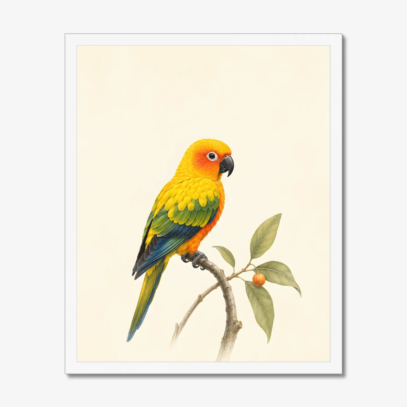Sun Conure Print in a white frame