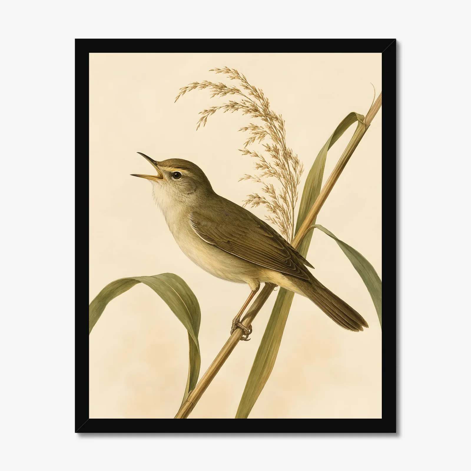 Swainson's Warbler Print in a black frame