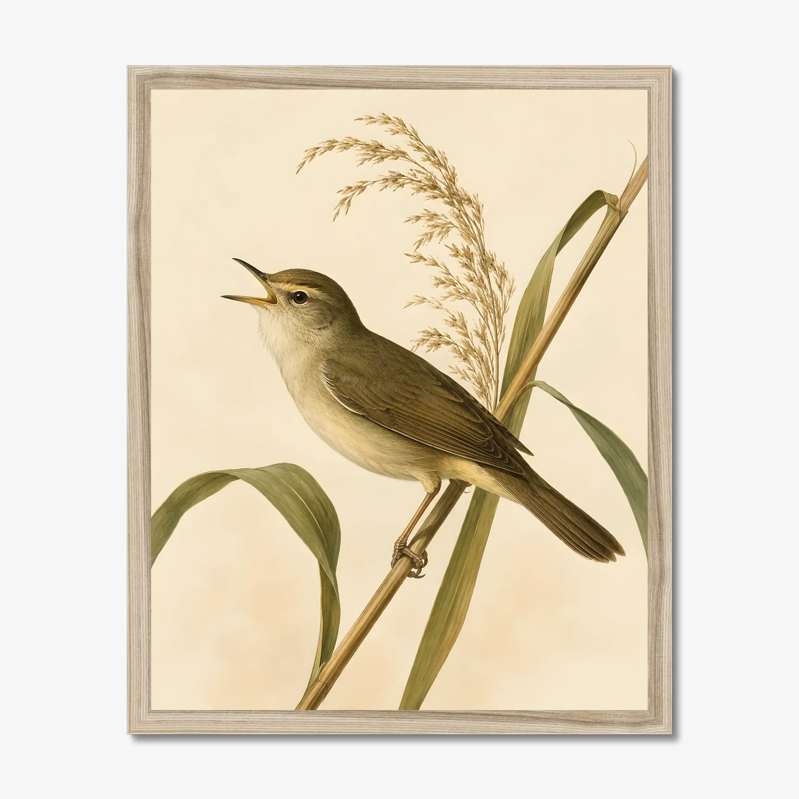 Swainson's Warbler Print in a natural frame