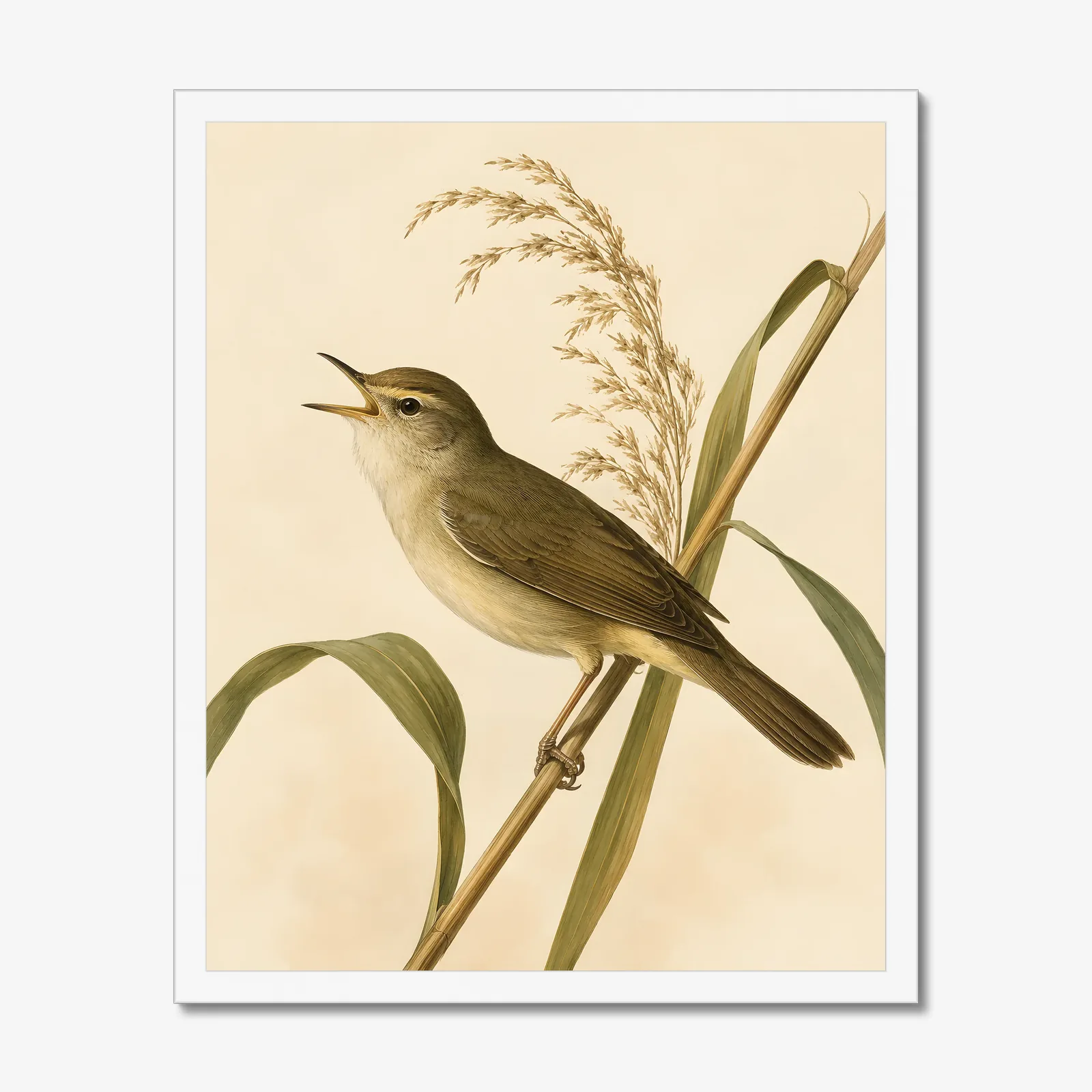 Swainson's Warbler Print in a white frame
