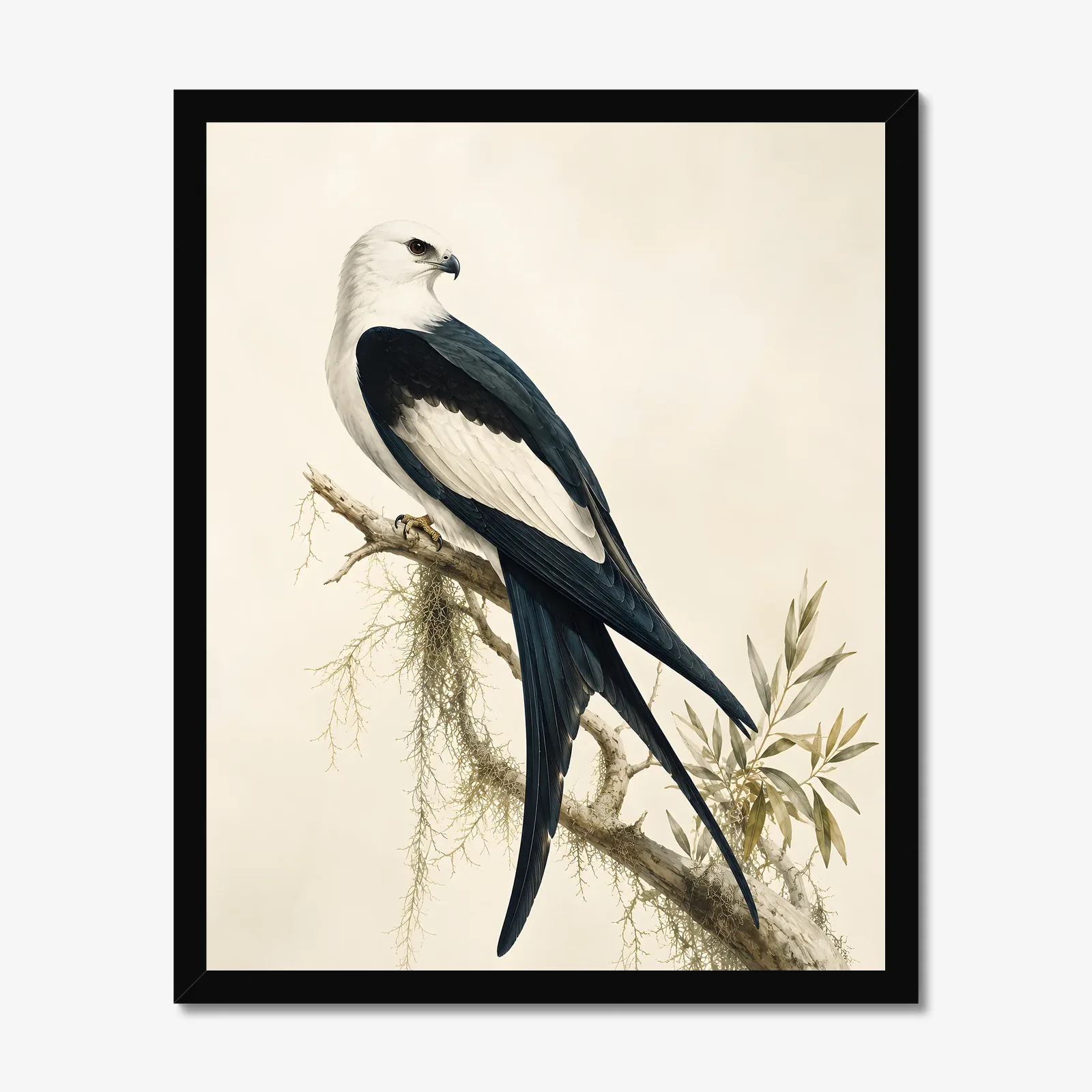 Swallow-tailed Kite Print in a black frame