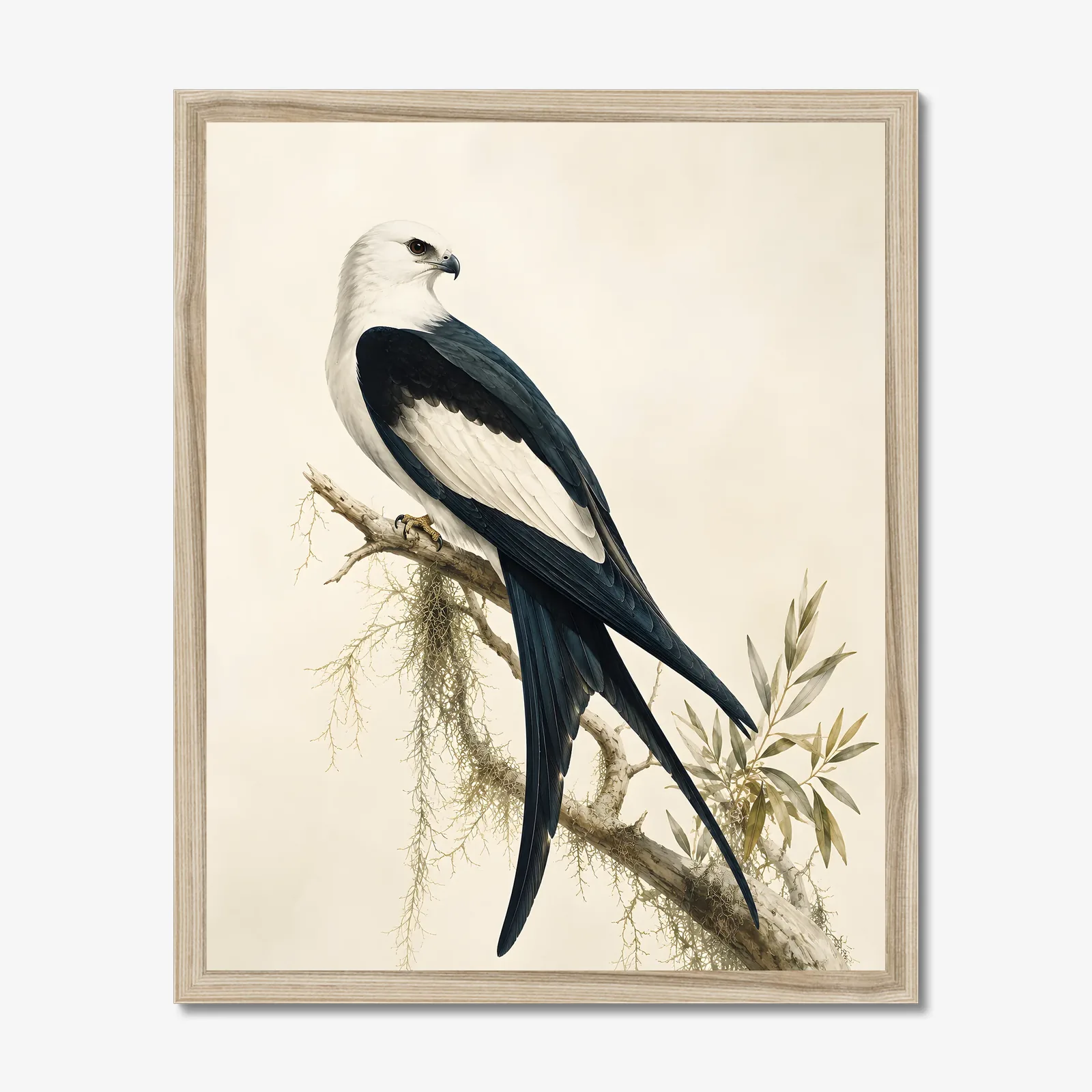 Swallow-tailed Kite Print in a natural frame