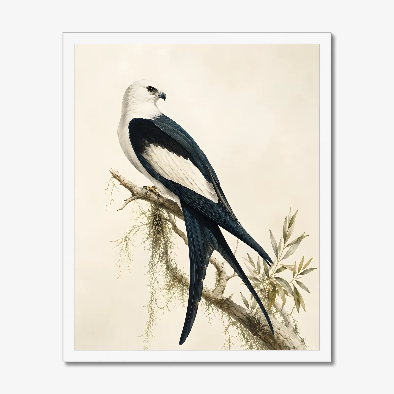 Swallow-tailed Kite Print in a white frame