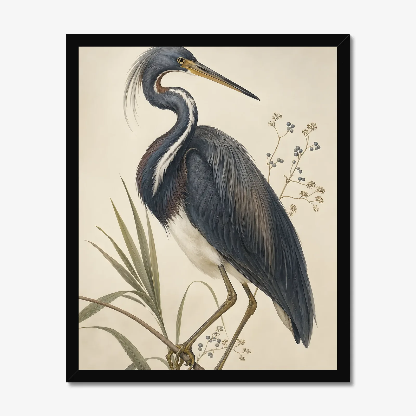 Tricolored Heron Print in a black frame