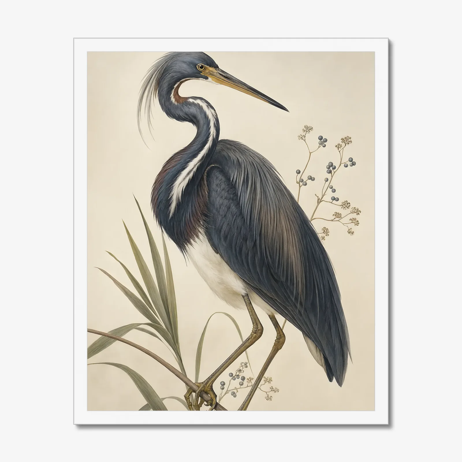Tricolored Heron Print in a white frame