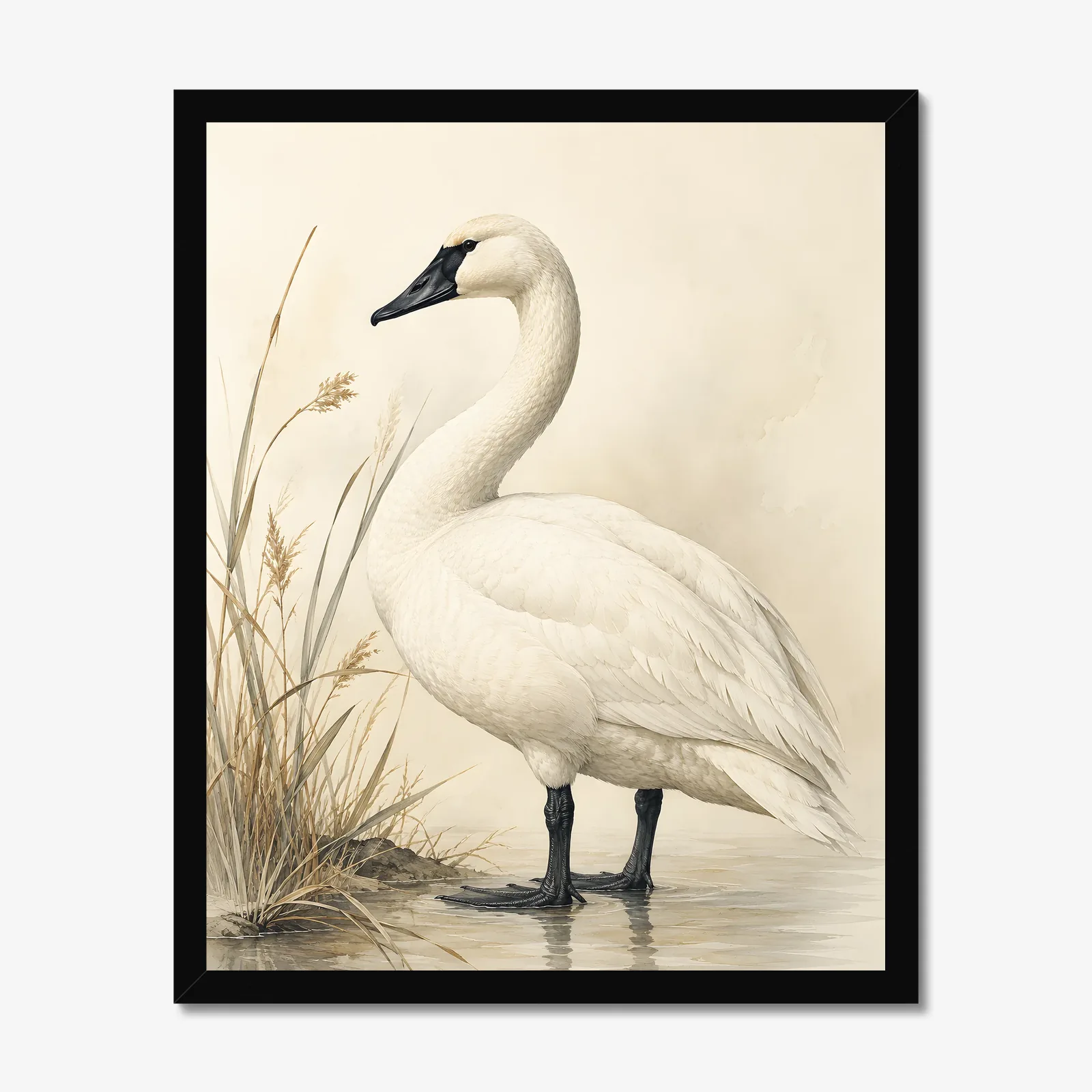 Trumpeter Swan Print in a black frame